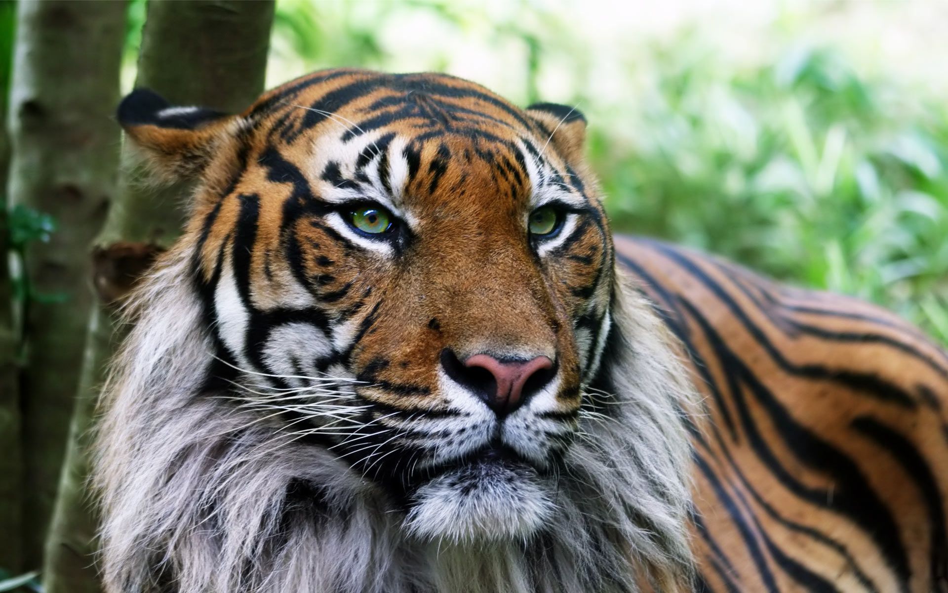 Liger or wait is that Tigon?. Pet tiger, Tiger picture, Tiger wallpaper