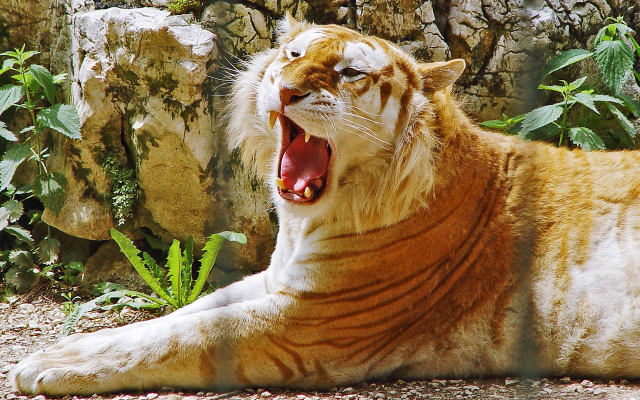 Wallpaper Liger - PIXERS.UK