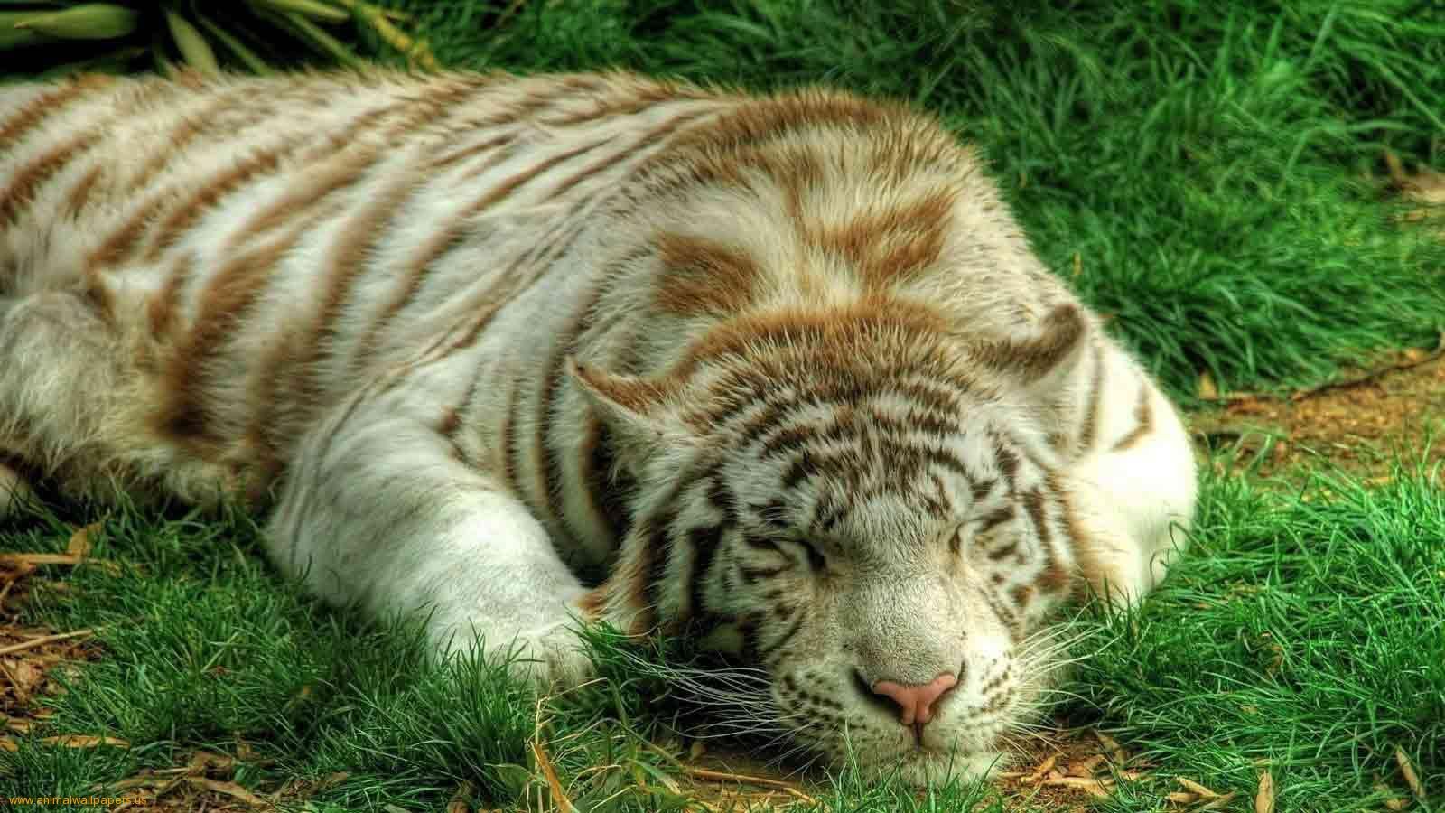 The Tigon. Animais dormindo, Animais silvestres, Gatos selvagens