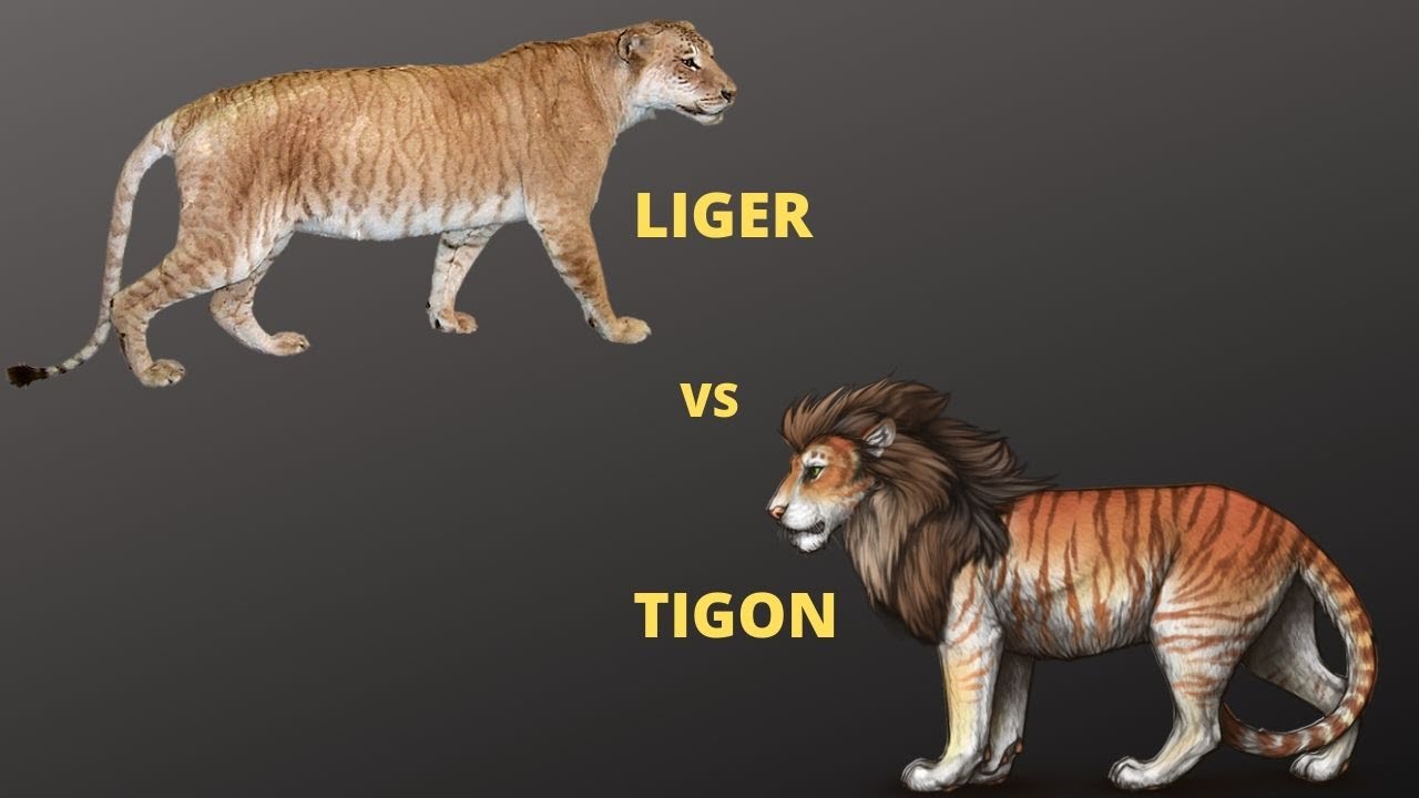 Liger vs Tigon who will win.. Jungle Safari. Liger, Weird animals, Lion king story