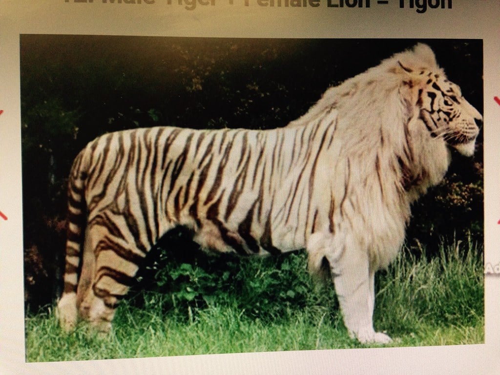 Tigon. Hybrid between male tiger & female lion. The doll keeper