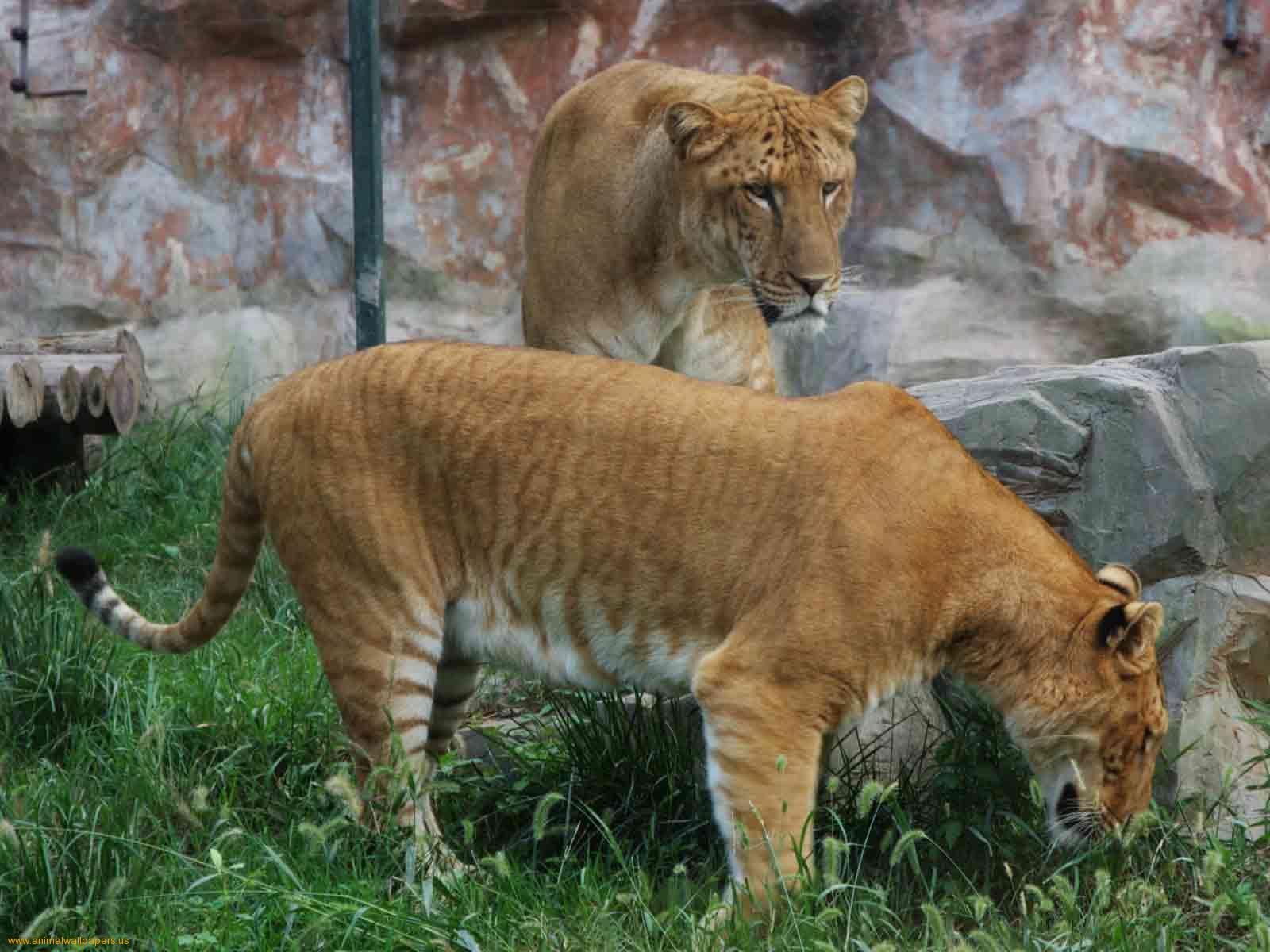 Ligers & Tigons! ideas. liger, wild cats, big cats