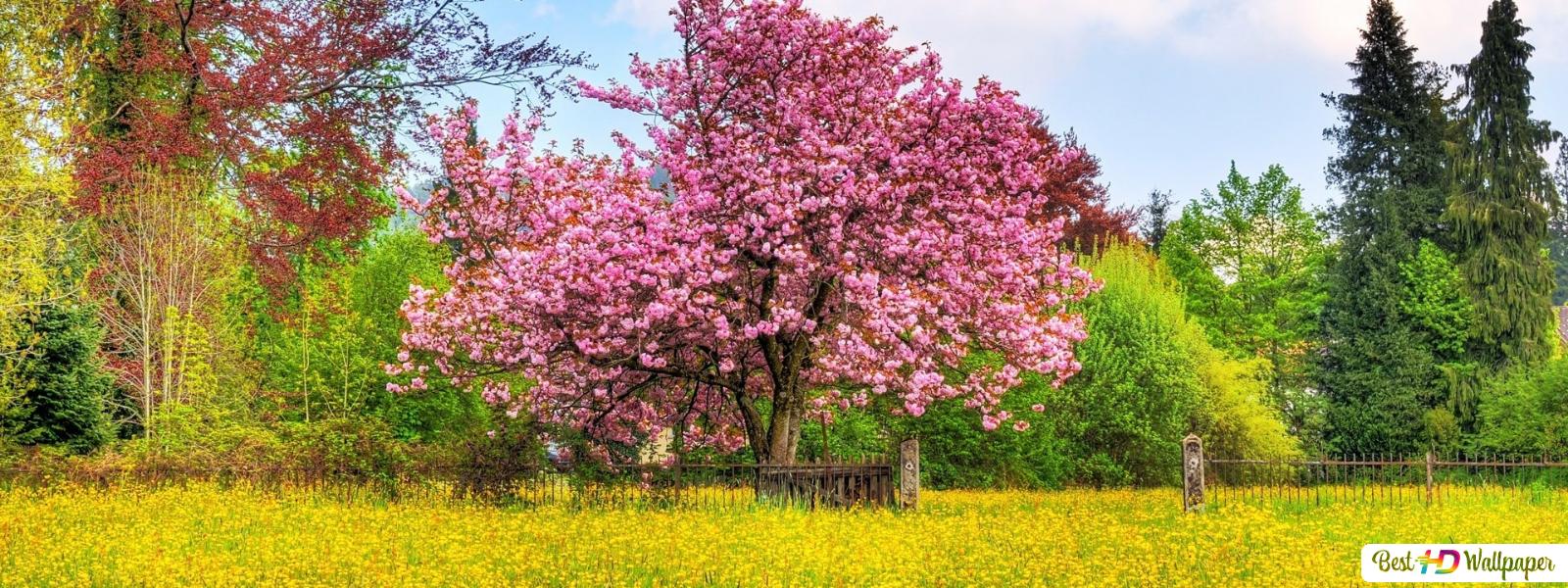 Beautiful Spring Flowers landscape HD wallpaper download