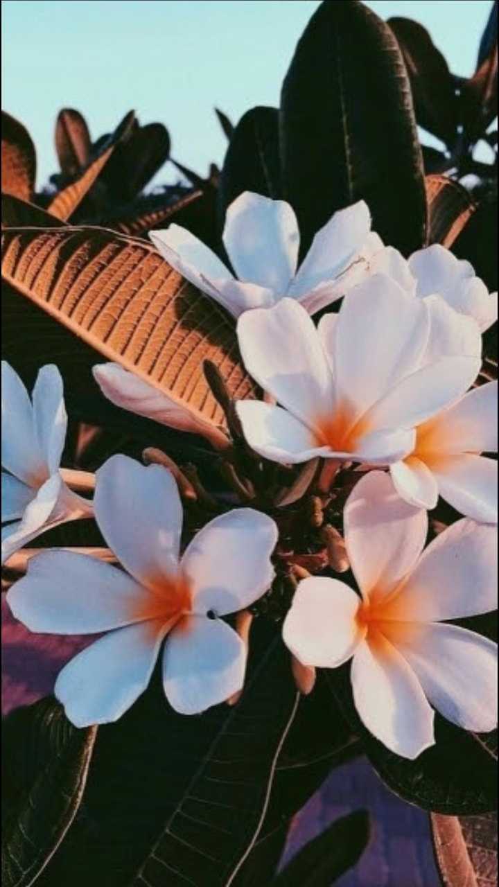 Summer Aesthetic Wallpaper iphone Wallpaper
