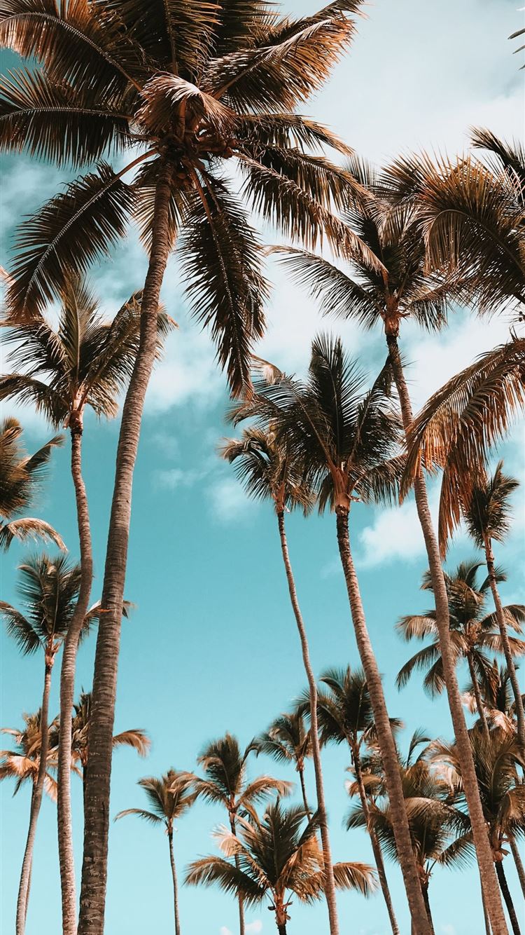 Exquisite Summer Aesthetic Wallpaper Iphone Free Download Artwork for Your Screen Exquisite Summer Aesthetic Wallpaper Iphone Free Download Artwork for Your Screen
