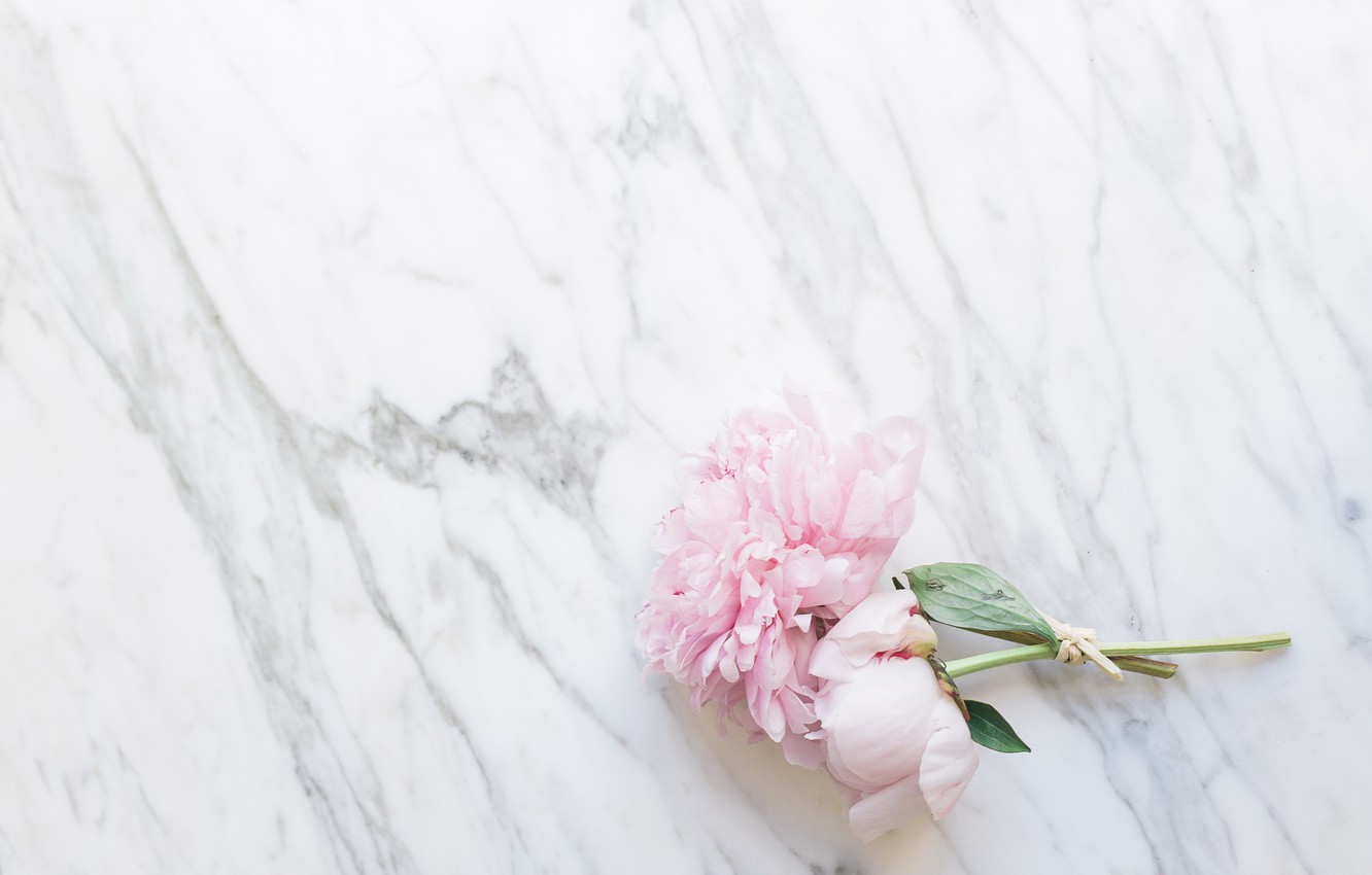 Wallpaper flowers, bouquet, marble, pink, flowers, peonies, peonies, tender, marble image for desktop, section цветы