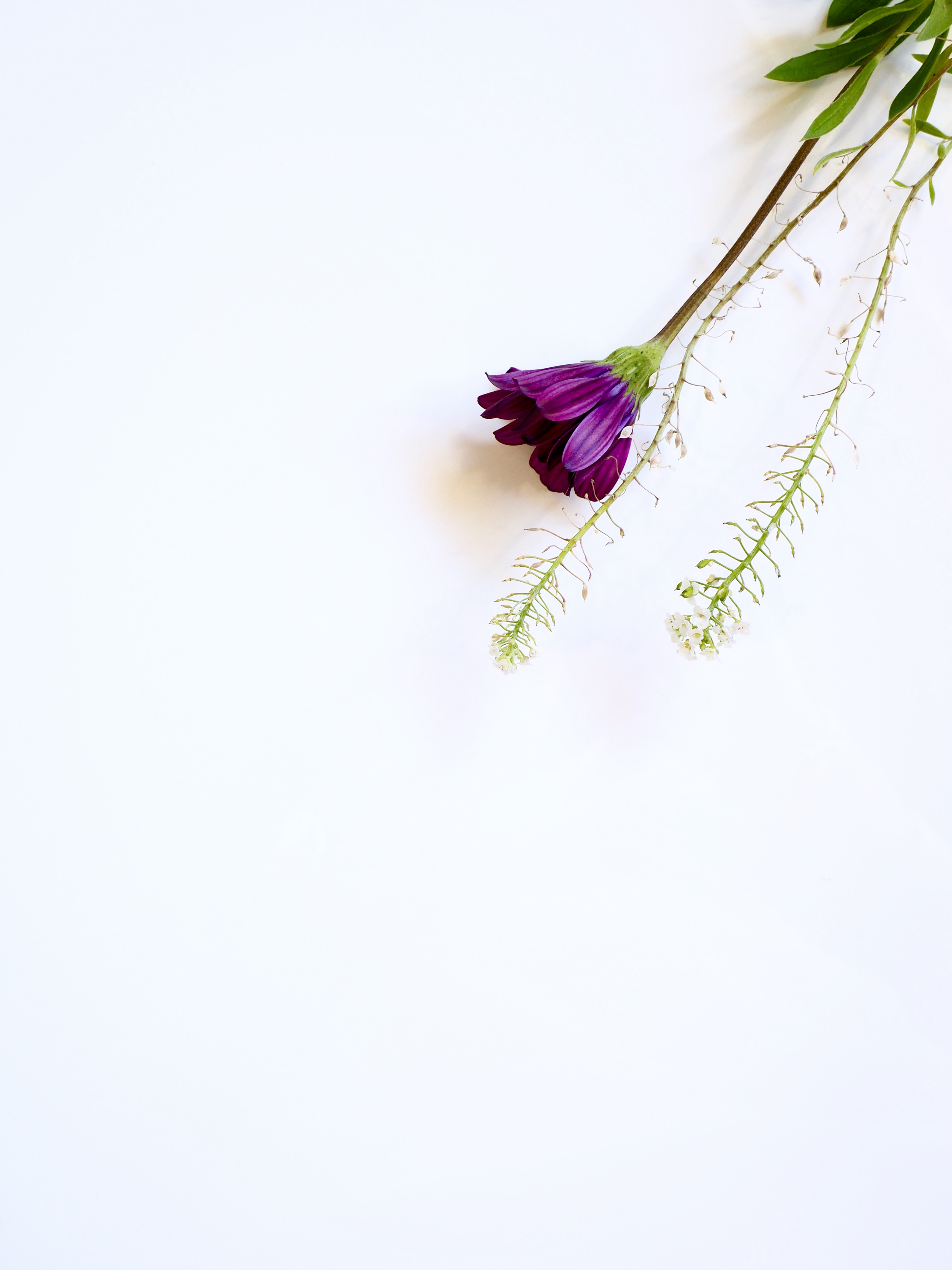 Photo of Purple Flower · Free