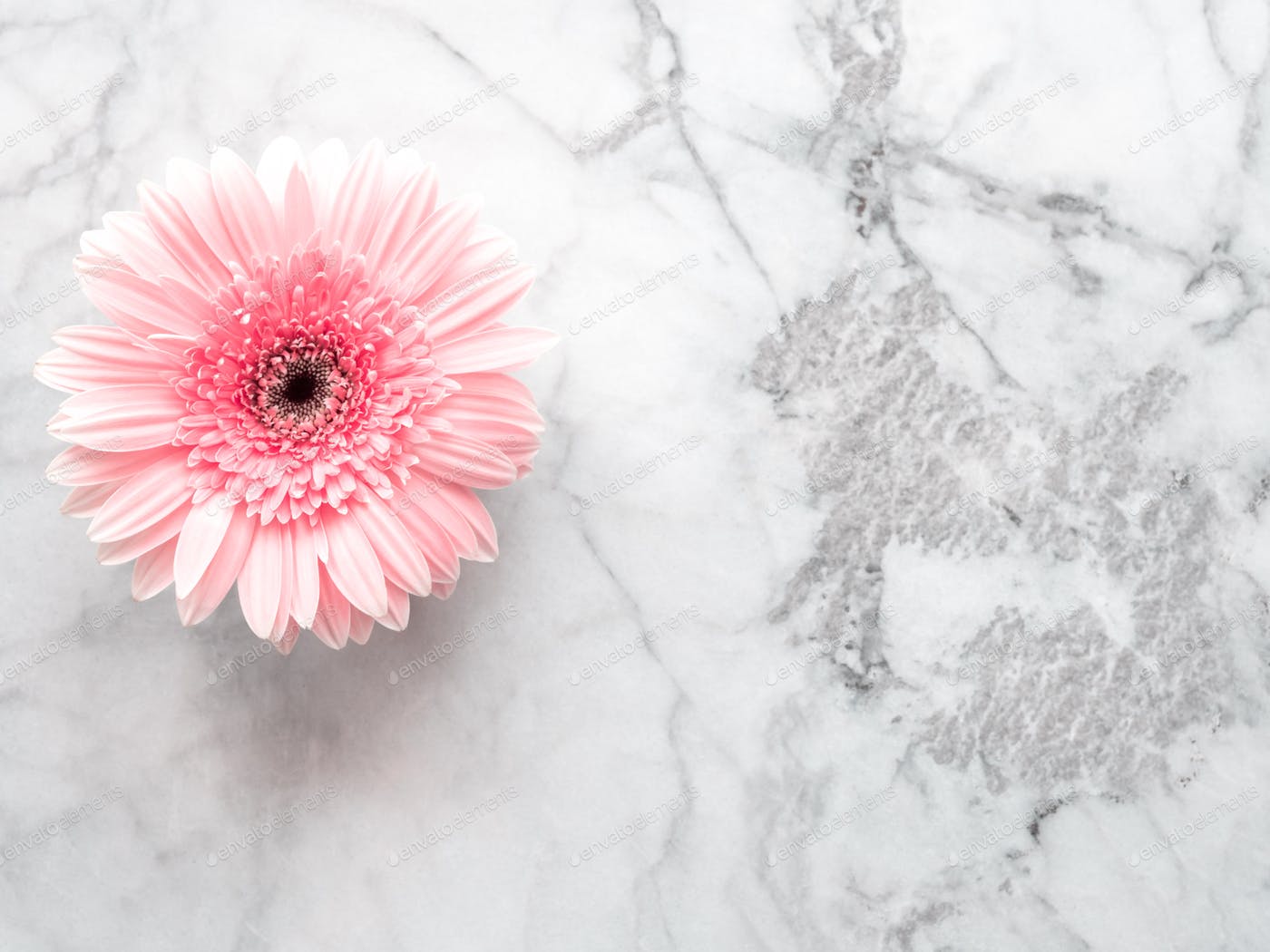 Yellow and pink gerbera daisy bouquet over marble background. Copy space. photo by twenty20photos on Envato Elements