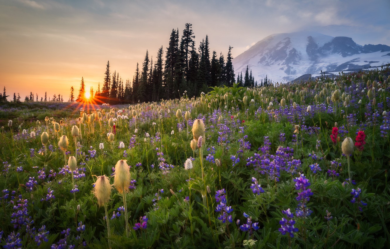 Wallpaper sunset, flowers, mountain, meadow, Mount Rainier, Washington State, Washington, Mount Rainier image for desktop, section пейзажи