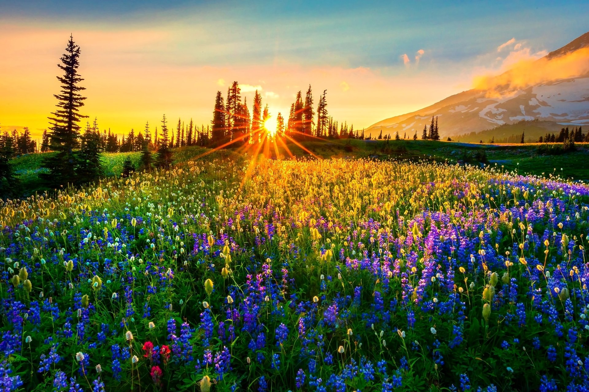 Flowers in Mountain Meadow HD Wallpaper