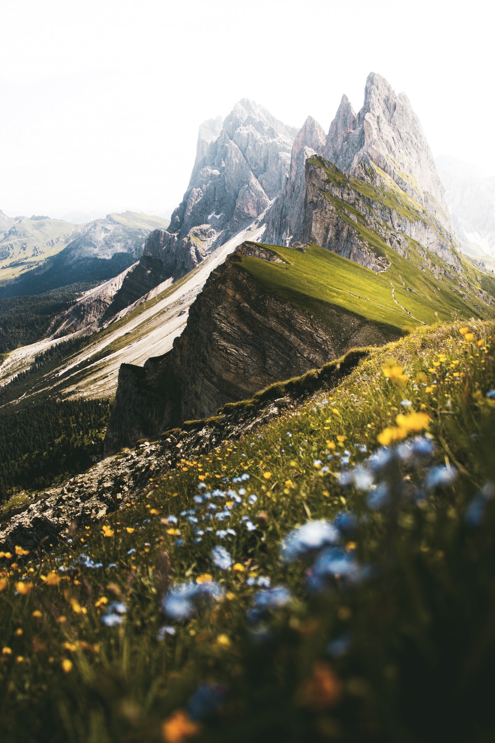 Mountain Meadow Picture. Download Free Image