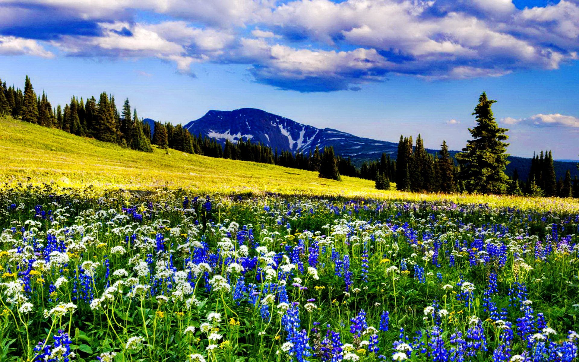 Beautiful Mountain Meadow HD wallpaper