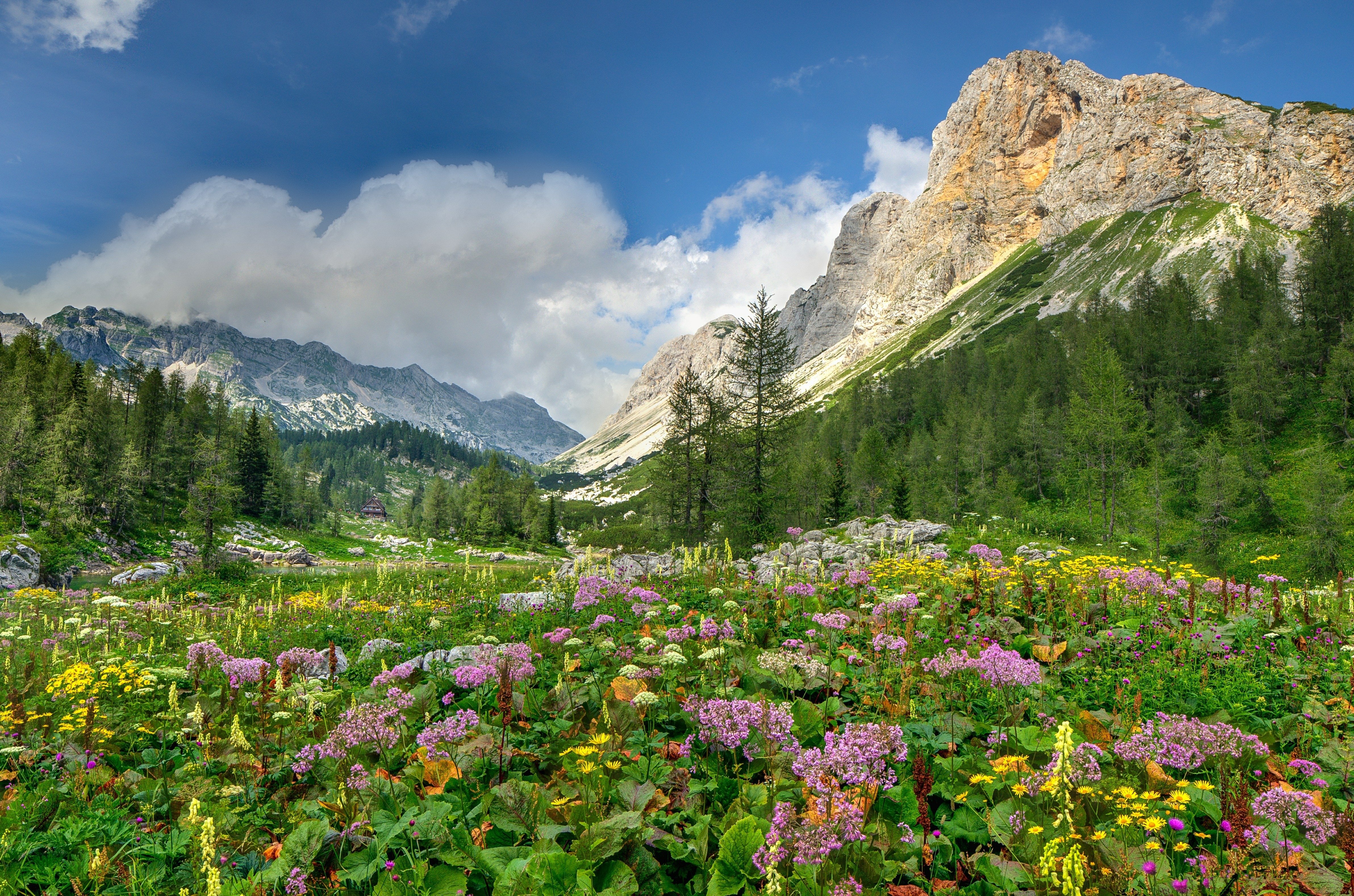 Flowers mountain meadows Alps mountains trees landscape wallpaperx3154