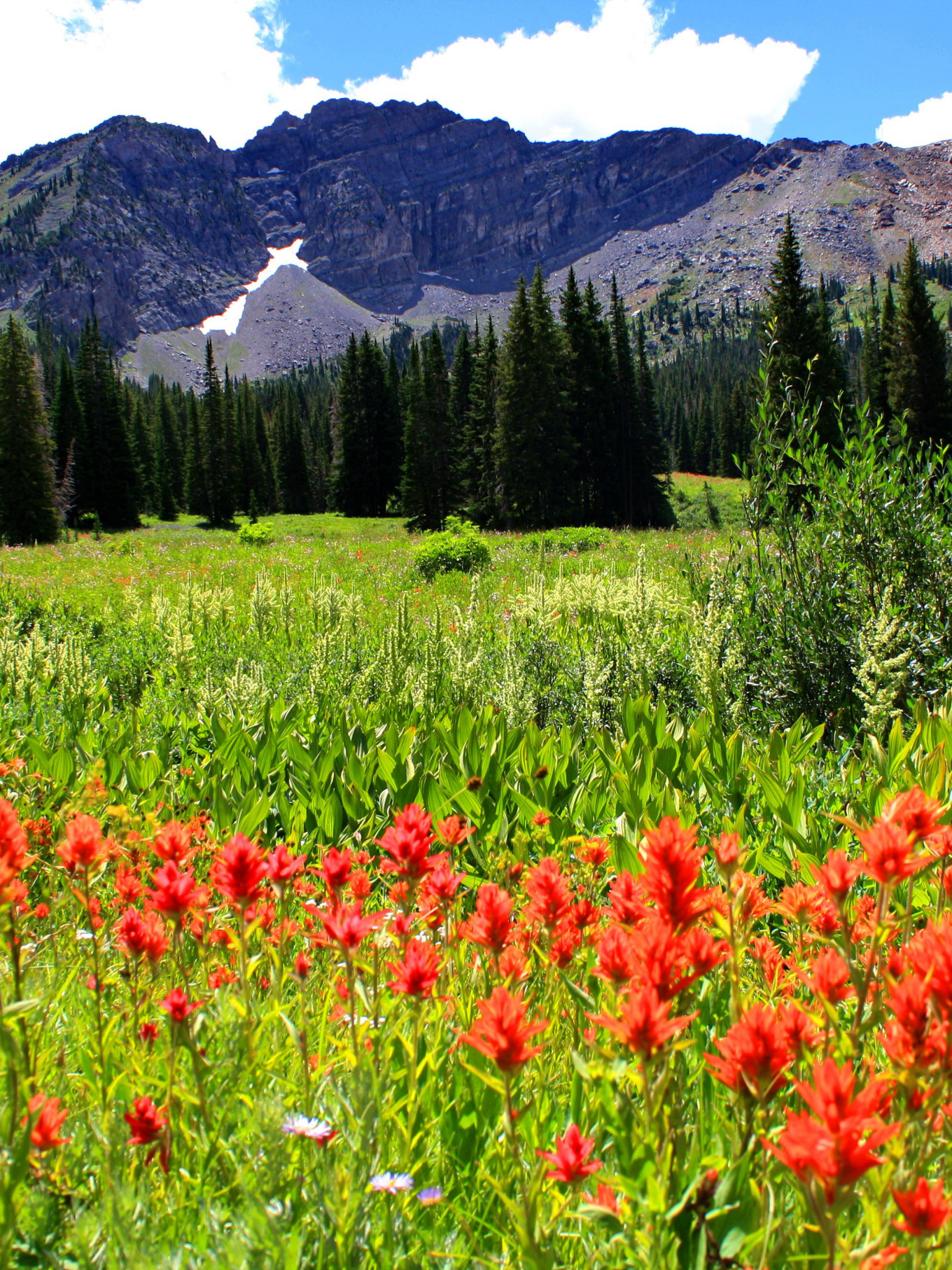 Free download MOUNTAIN MEADOW WALLPAPER 129687 HD Wallpaper [desktopinHQ [3888x2592] for your Desktop, Mobile & Tablet. Explore Mountain Meadow Wallpaper. Spring Meadow Wallpaper, Green Green Meadow Wallpaper