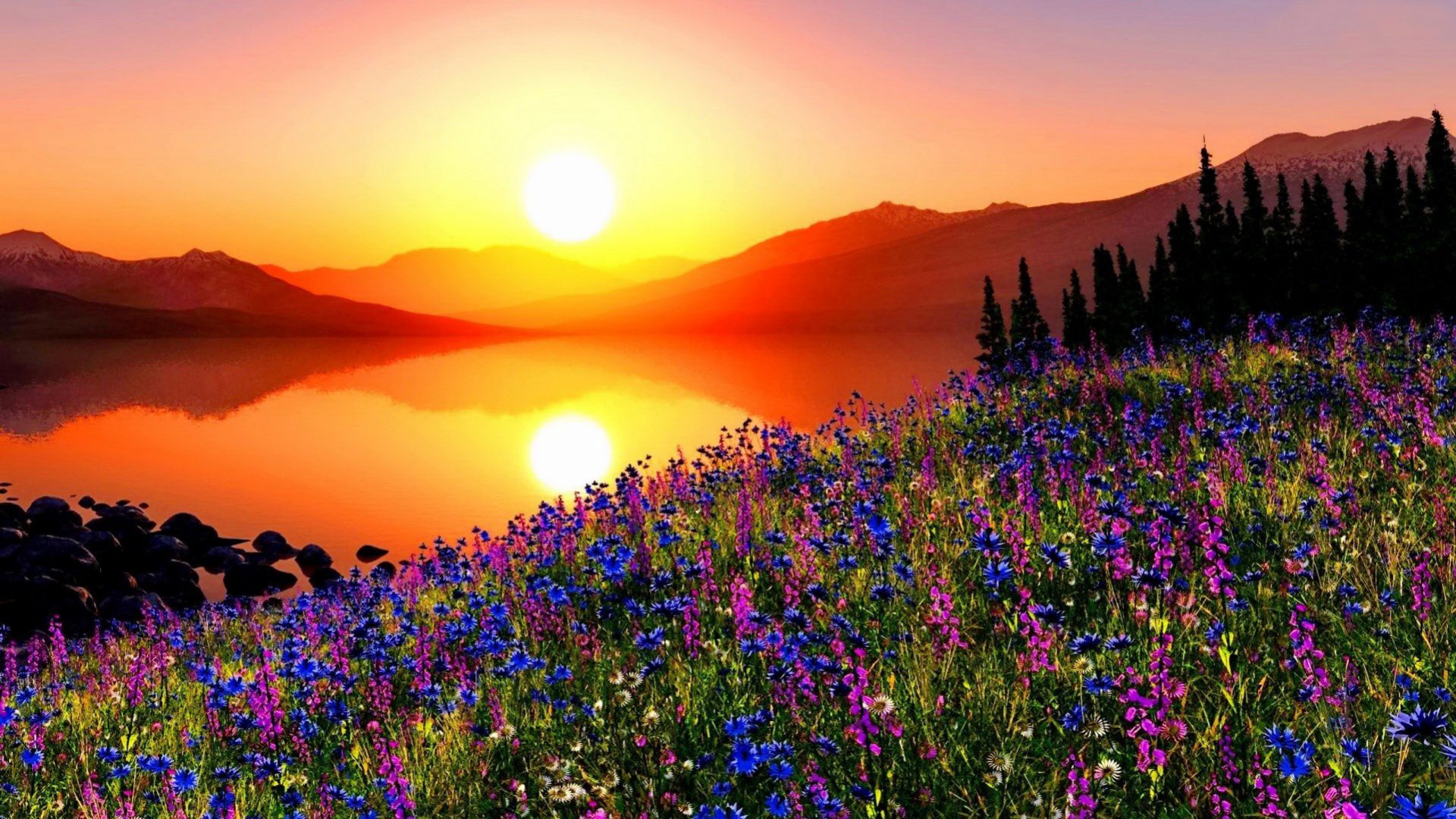 Sunset Mountain Meadow With Flowers Pine Trees Mountains HD
