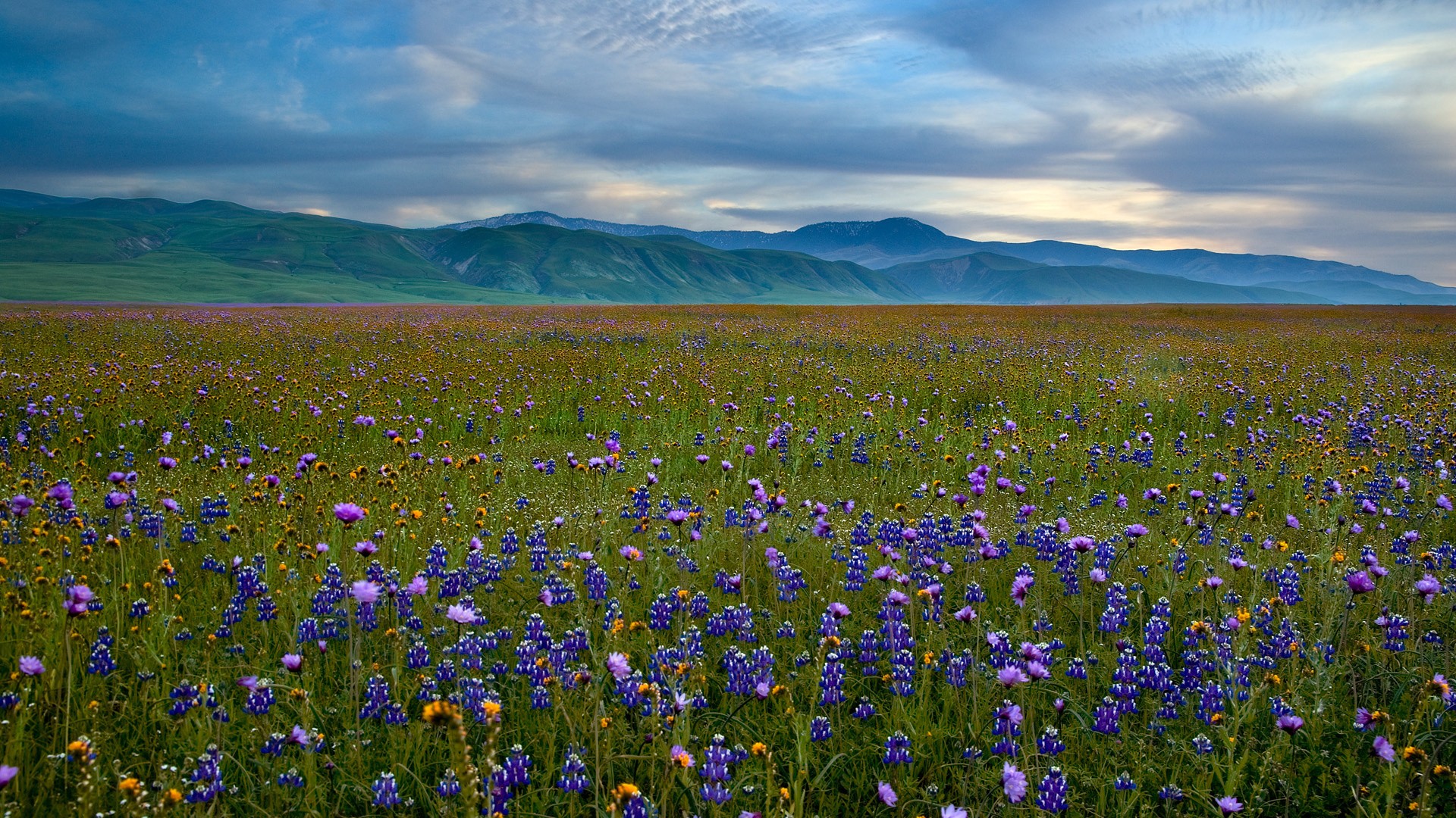 Mountains landscapes fields meadows California blue flowers wildflowers wallpaperx1080