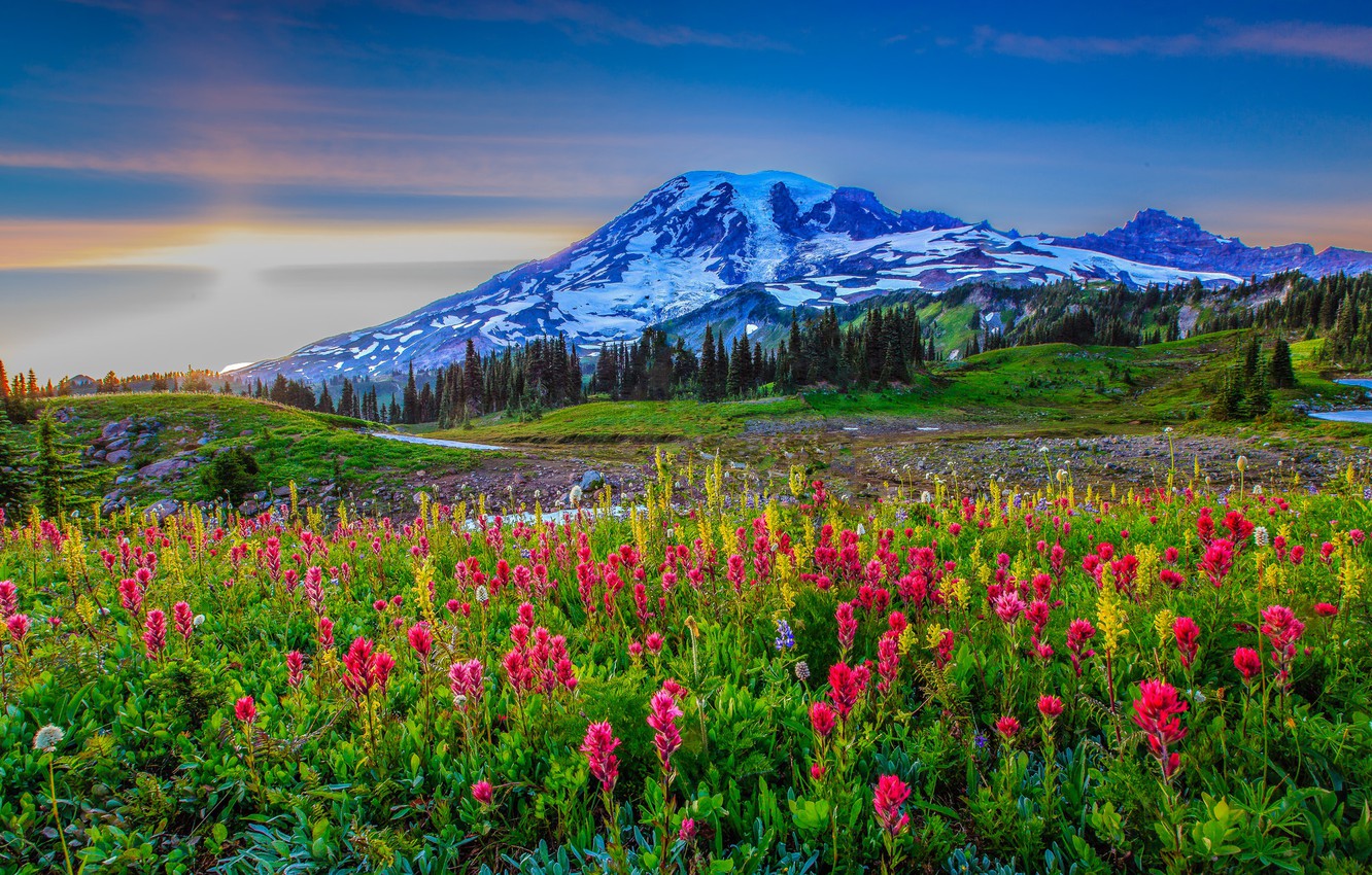 Wallpaper snow, flowers, mountains, meadow, USA, Washington image for desktop, section природа