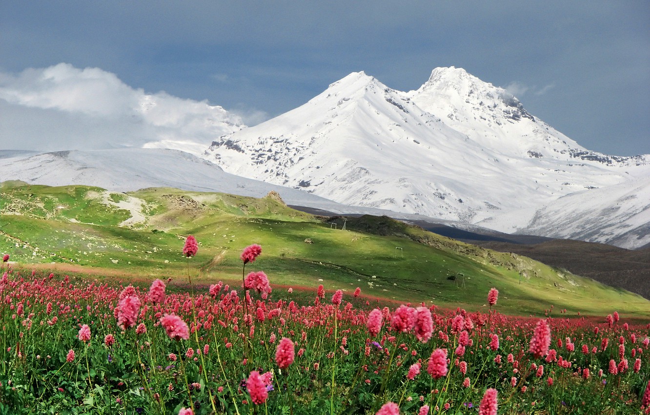 Wallpaper snow, flowers, mountains, meadow image for desktop, section природа