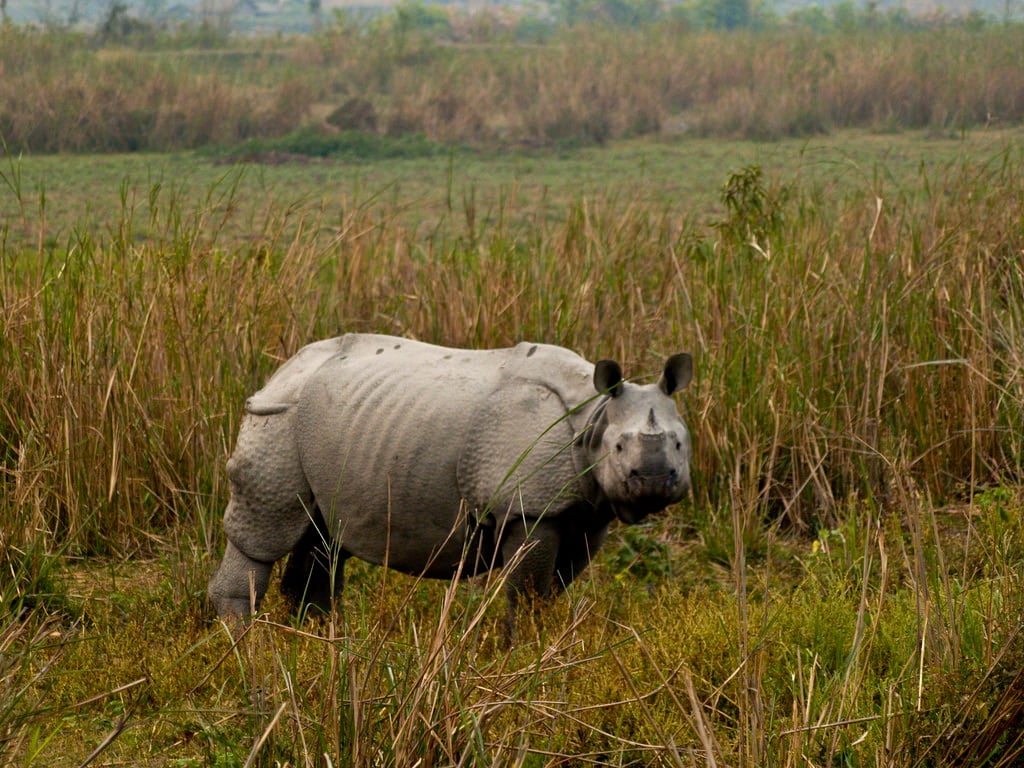2,753 Kaziranga National Park Images, Stock Photos & Vectors | Shutterstock