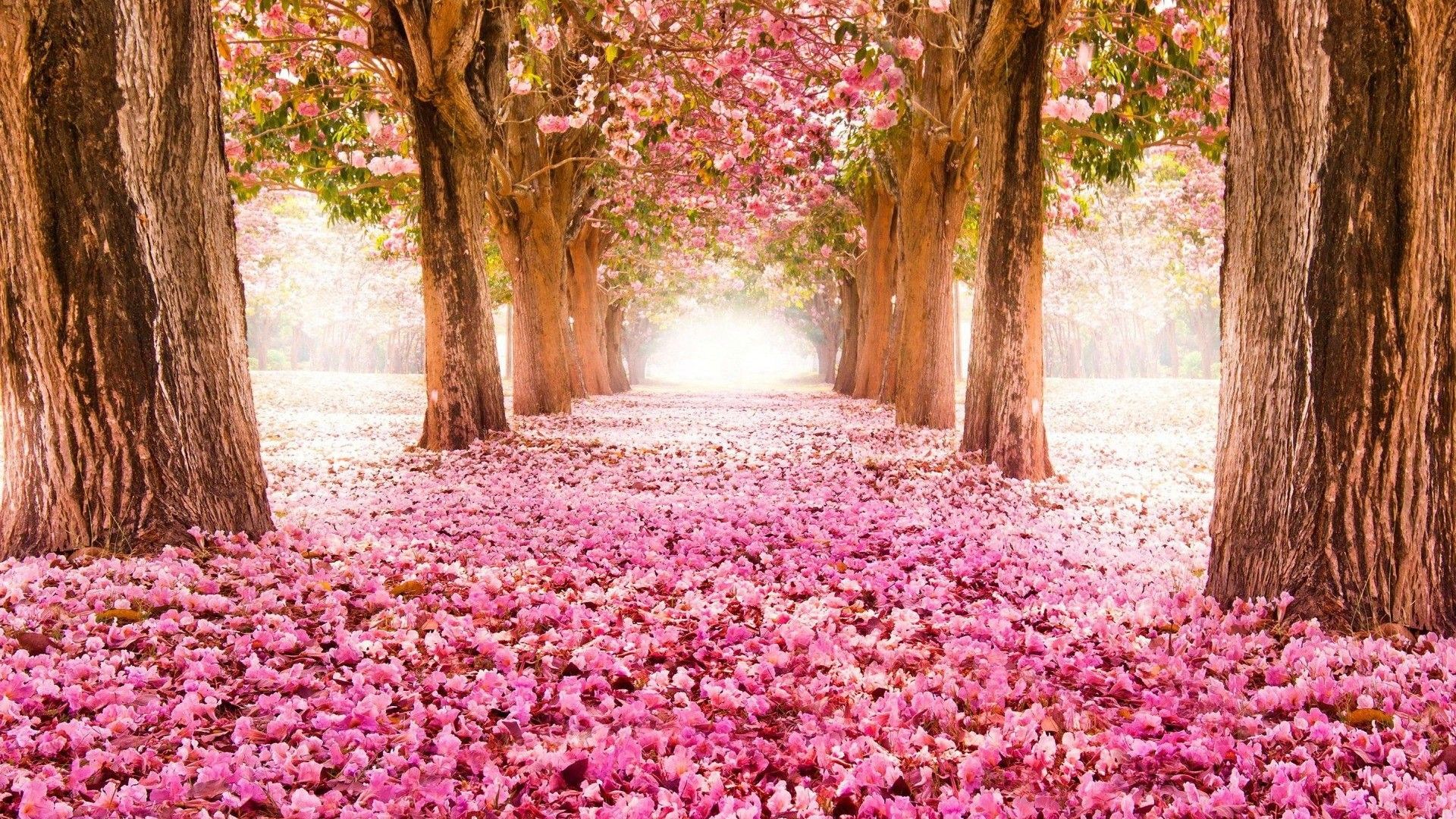 PC Spring Wallpaper, HD PC Spring Background on WallpaperBat