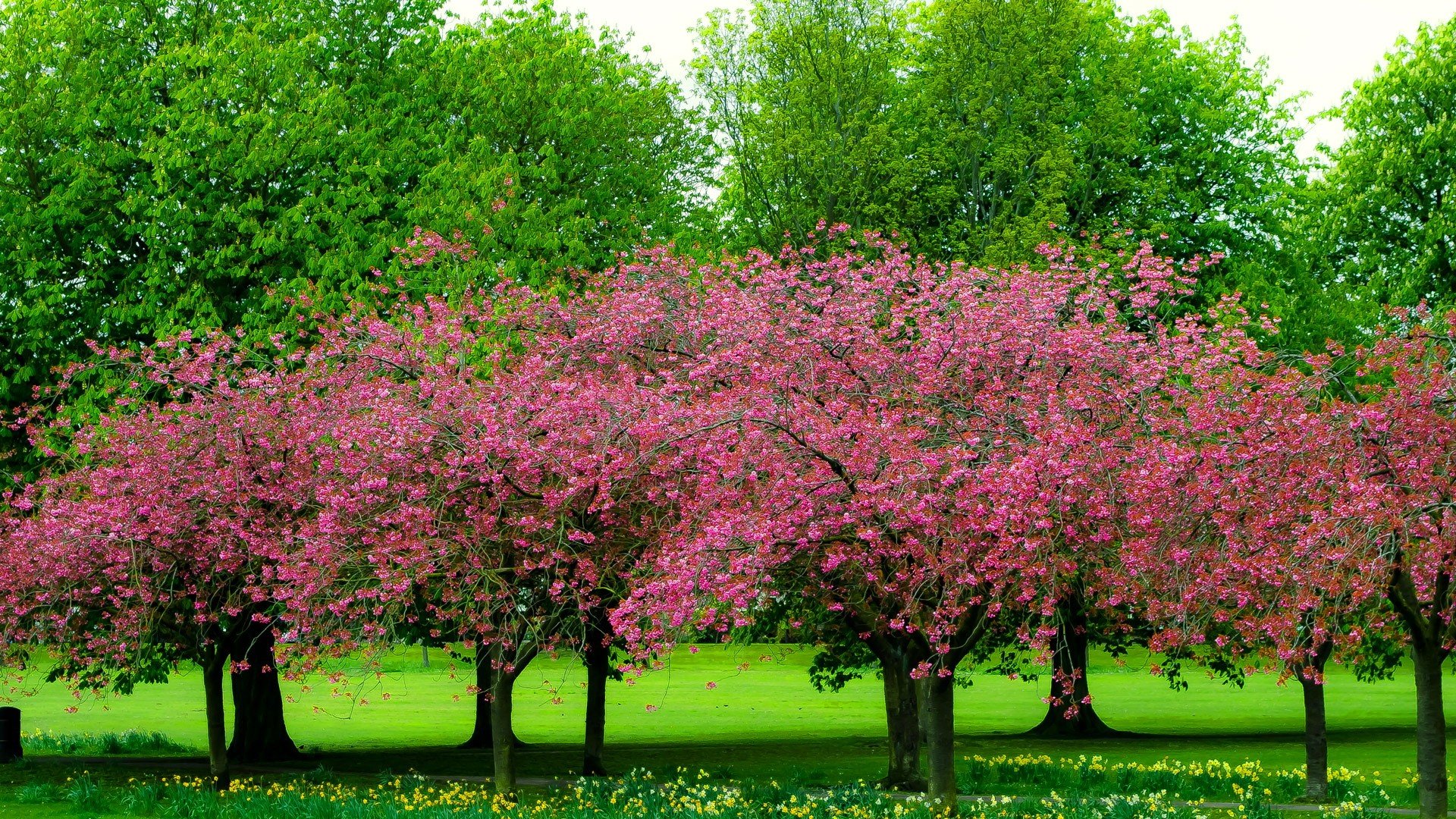 Spring wallpaper 1920x1080 Full HD (1080p) desktop background