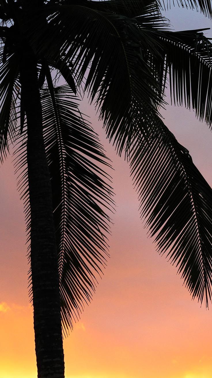 Meaningful PALM TREE. iPhone Wallpaper ideas. palm tree iphone wallpaper, iphone wallpaper, tree iphone