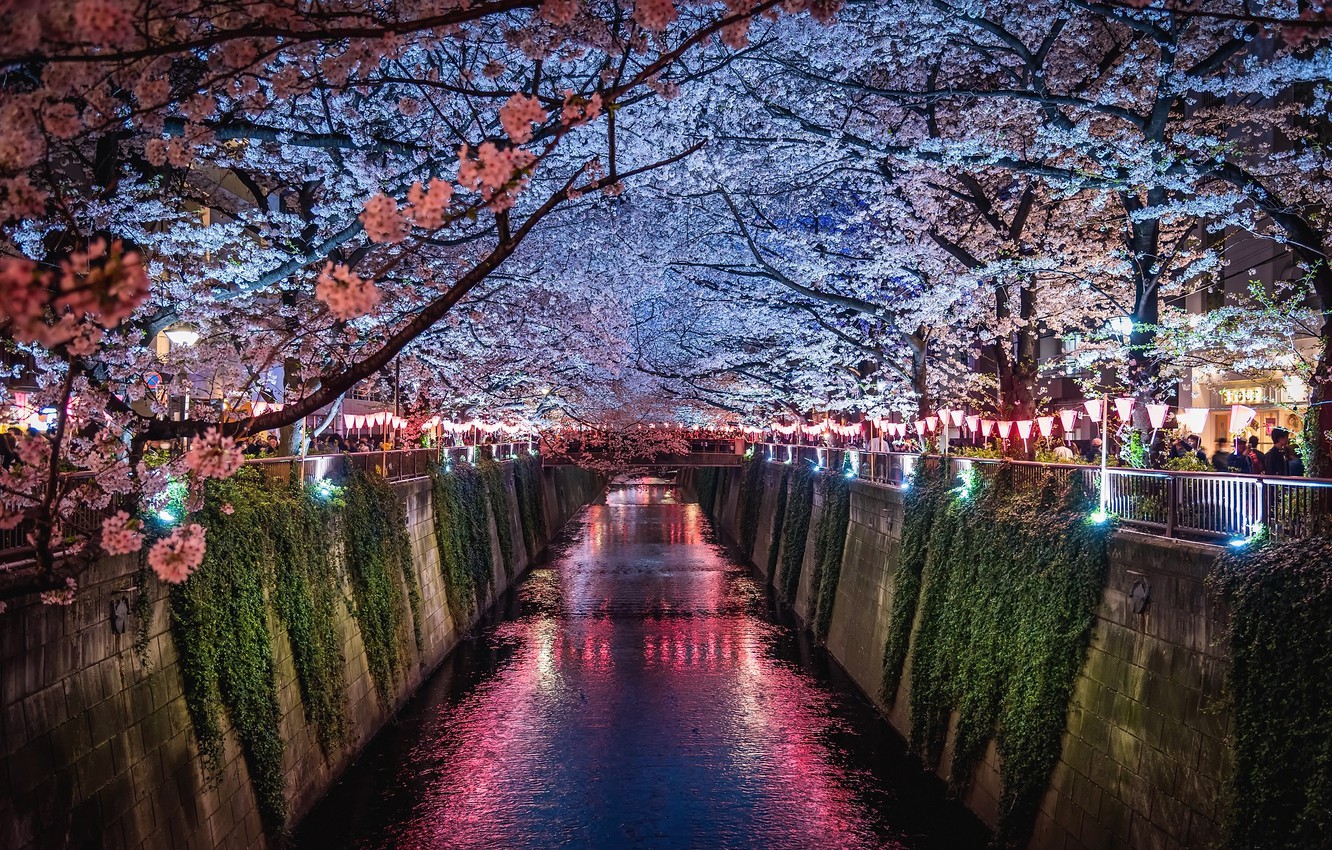 Wallpaper light, flowers, night, the city, lights, people, spring, Japan, Sakura, channel image for desktop, section город