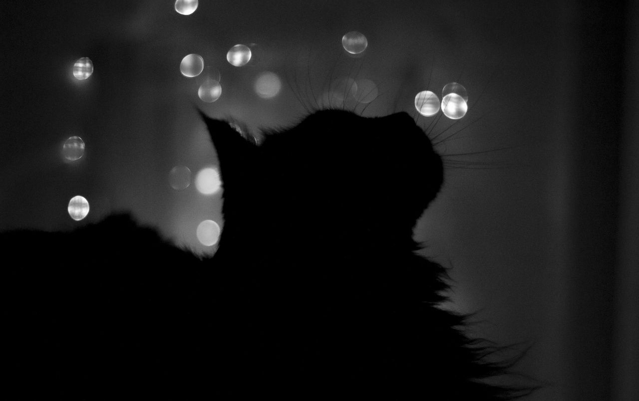 Cat Silhouette Wallpaper Free Cat Silhouette Background