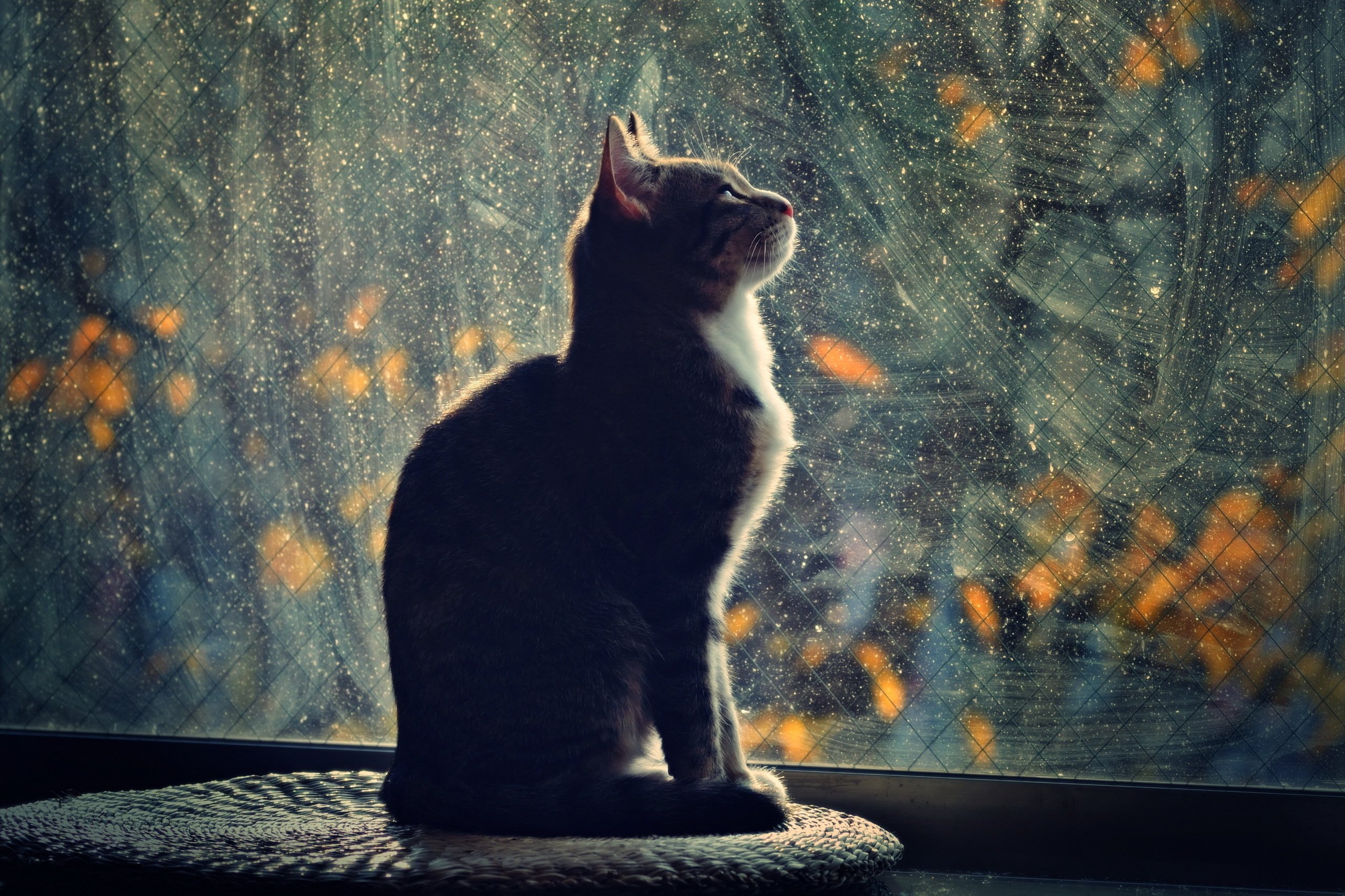 window, Night, Profile, Cat, Light, Mood, Glass Wallpaper HD / Desktop and Mobile Background