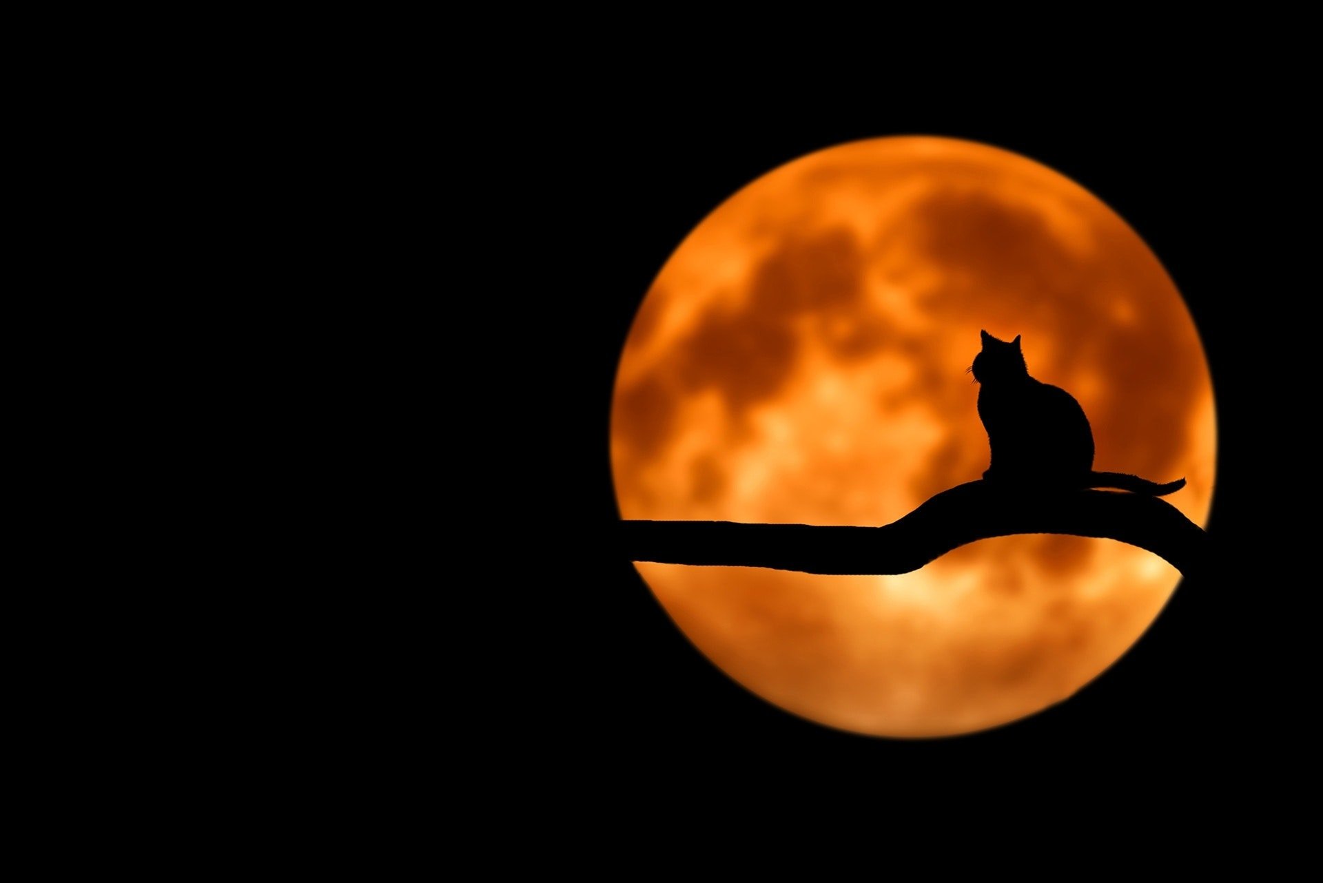 Cat Silhouette on Harvest Moon Night HD Wallpaper