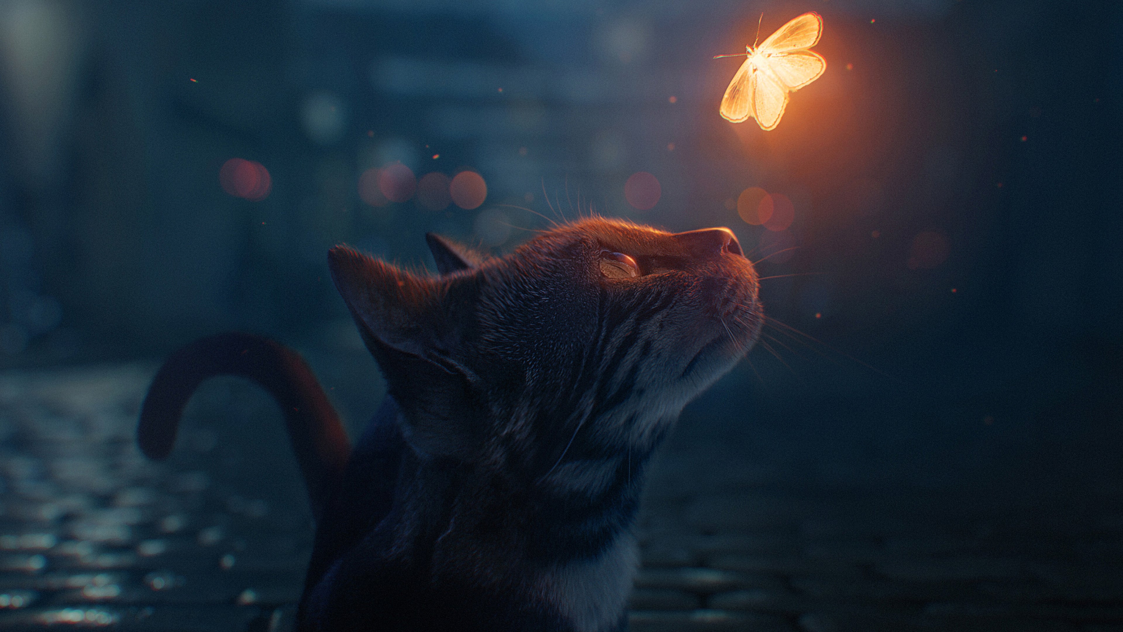 Cats Butterfly Night 4K Wallpaper:3840x2160