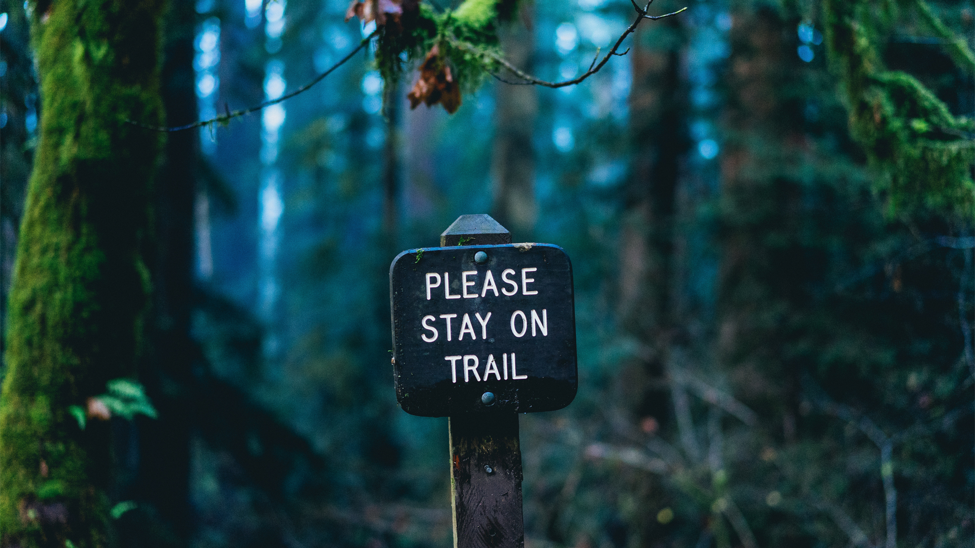 Forest Wood Photography Sign Signboard Wallpaper:1920x1080