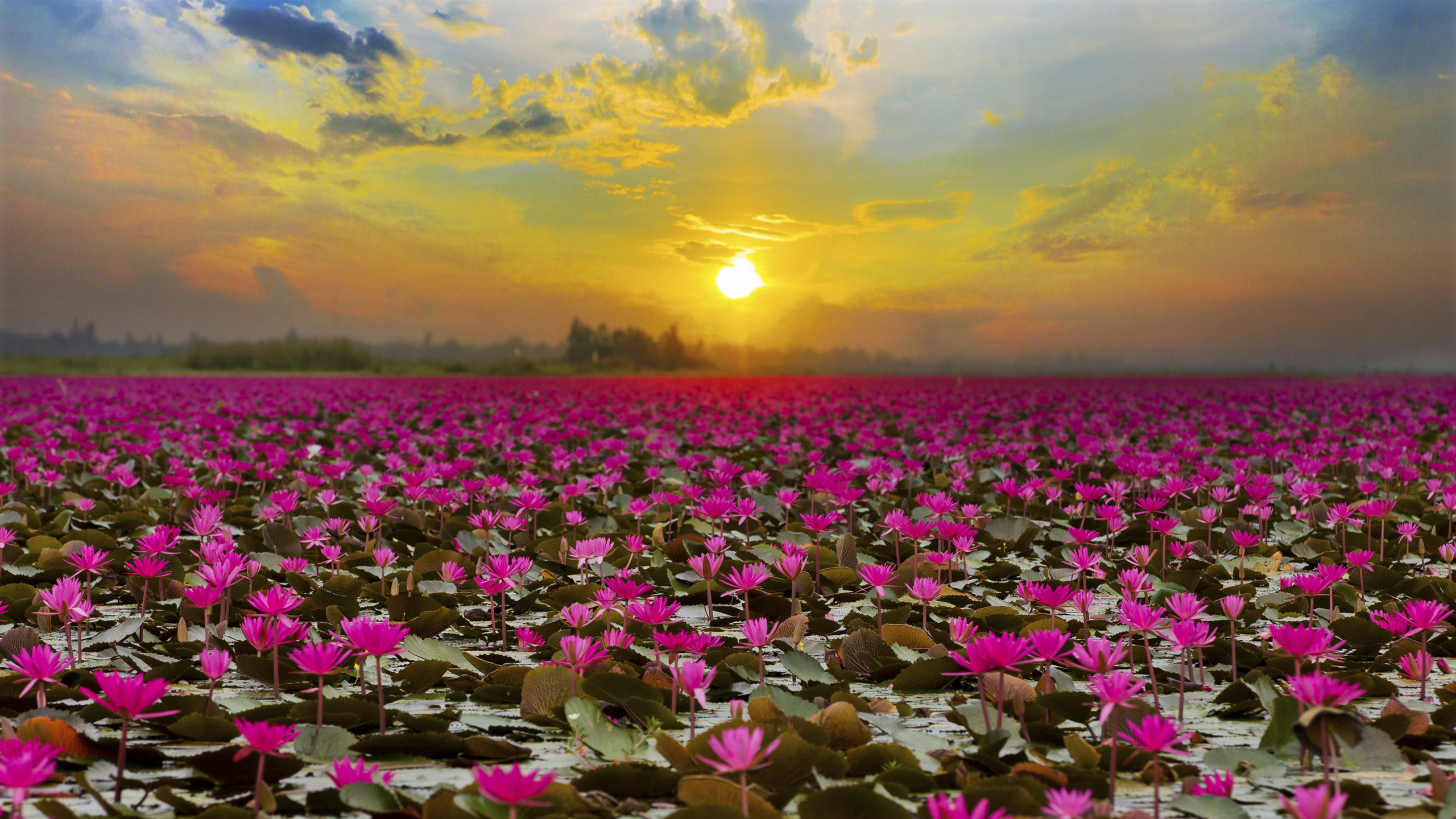 Lotus Field at Sunset HD Wallpaper