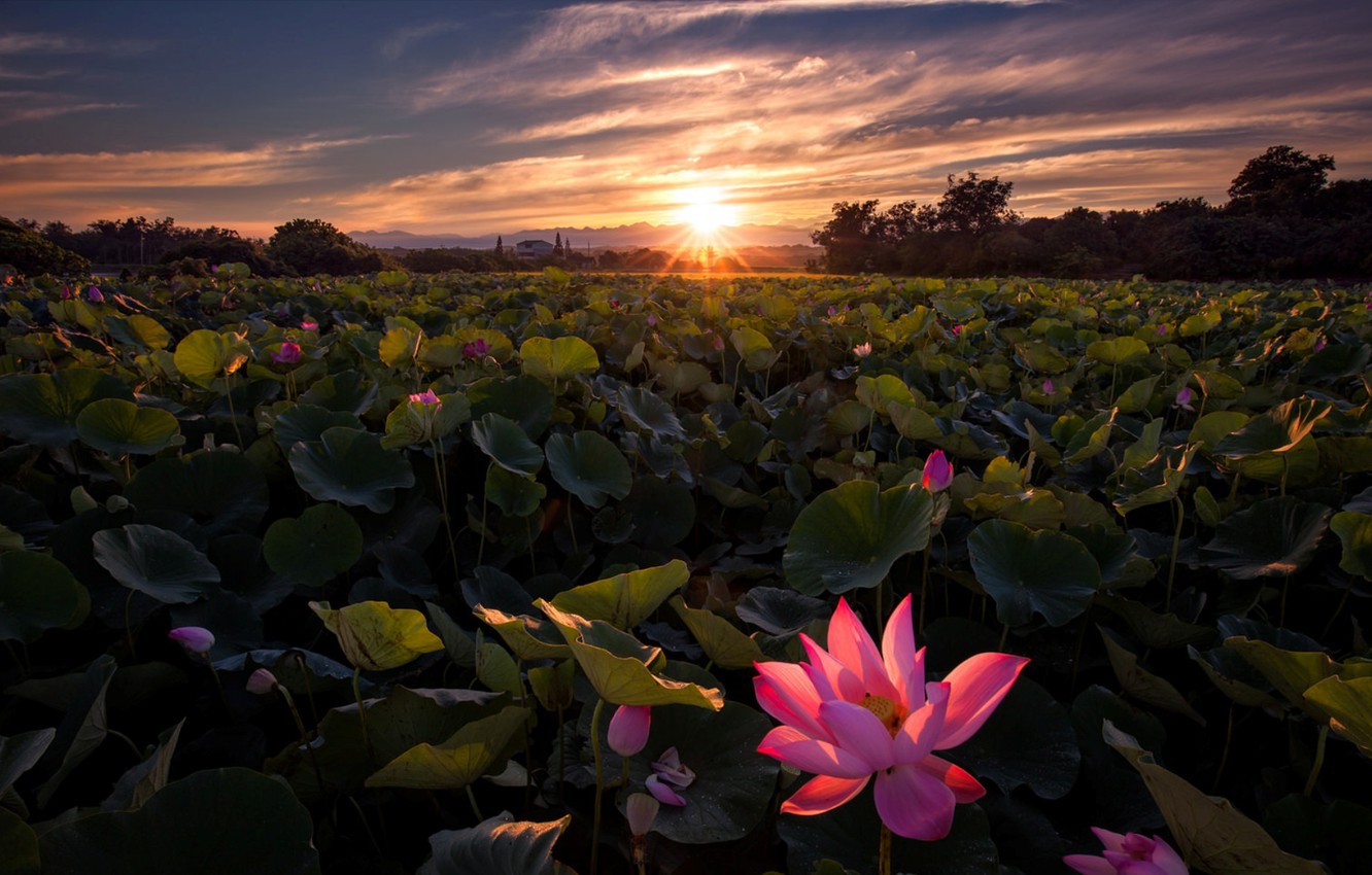 Wallpaper Lotus, Sunrise, Field image for desktop, section пейзажи