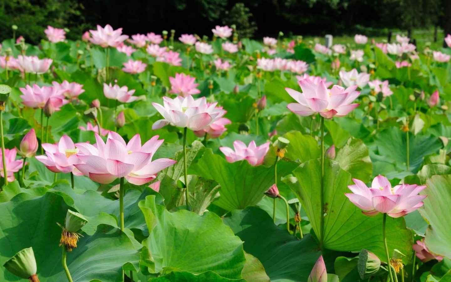 Download 1440x900 Pink Lotus, Flower Field, Leaves, Green, Spring Wallpaper for MacBook Pro 15 inch, MacBook Air 13 inch