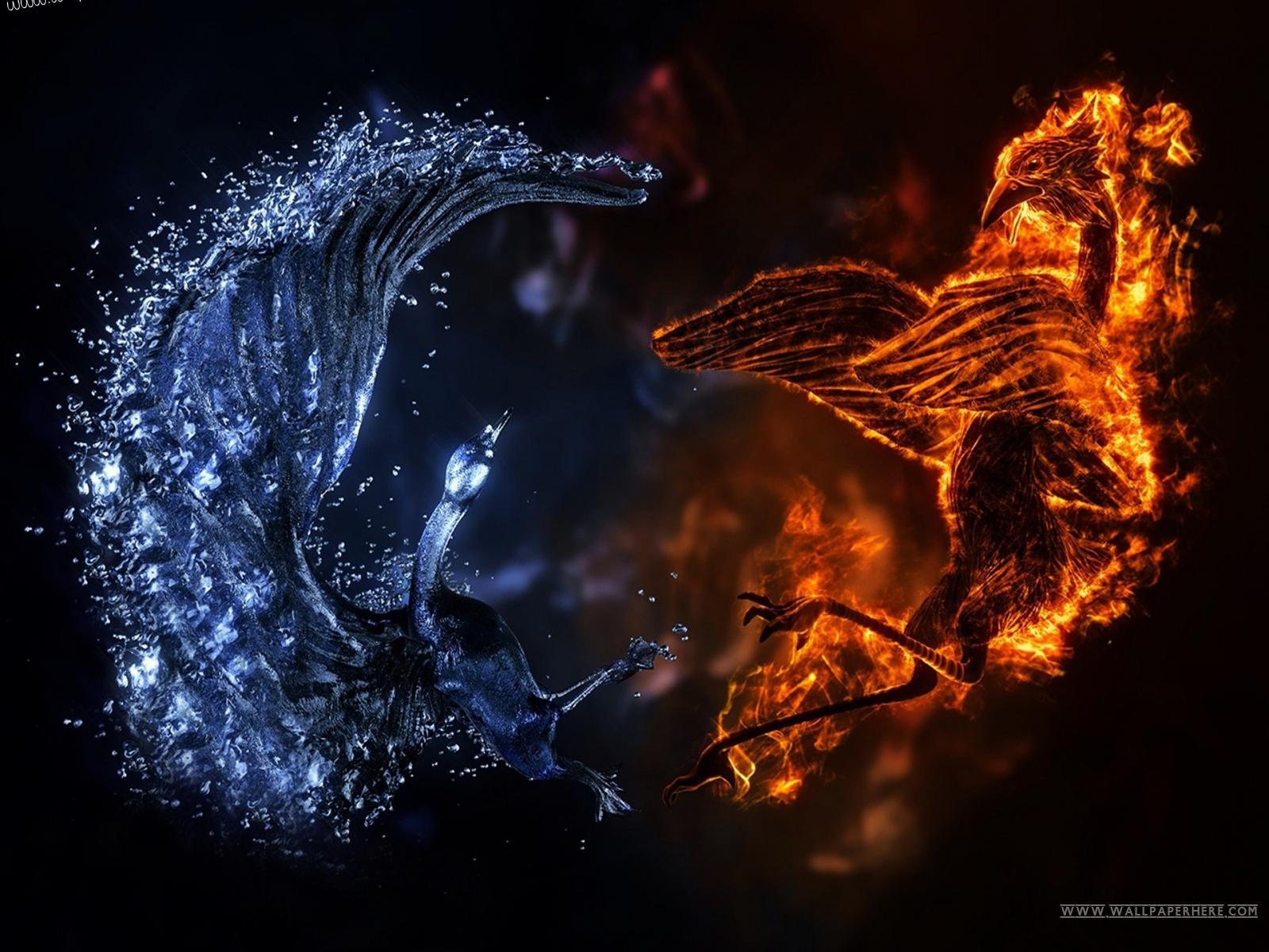 Download Fire And Water Elemental Birds Wallpaper Backgroun And Fire Animal Wallpaper & Background Download