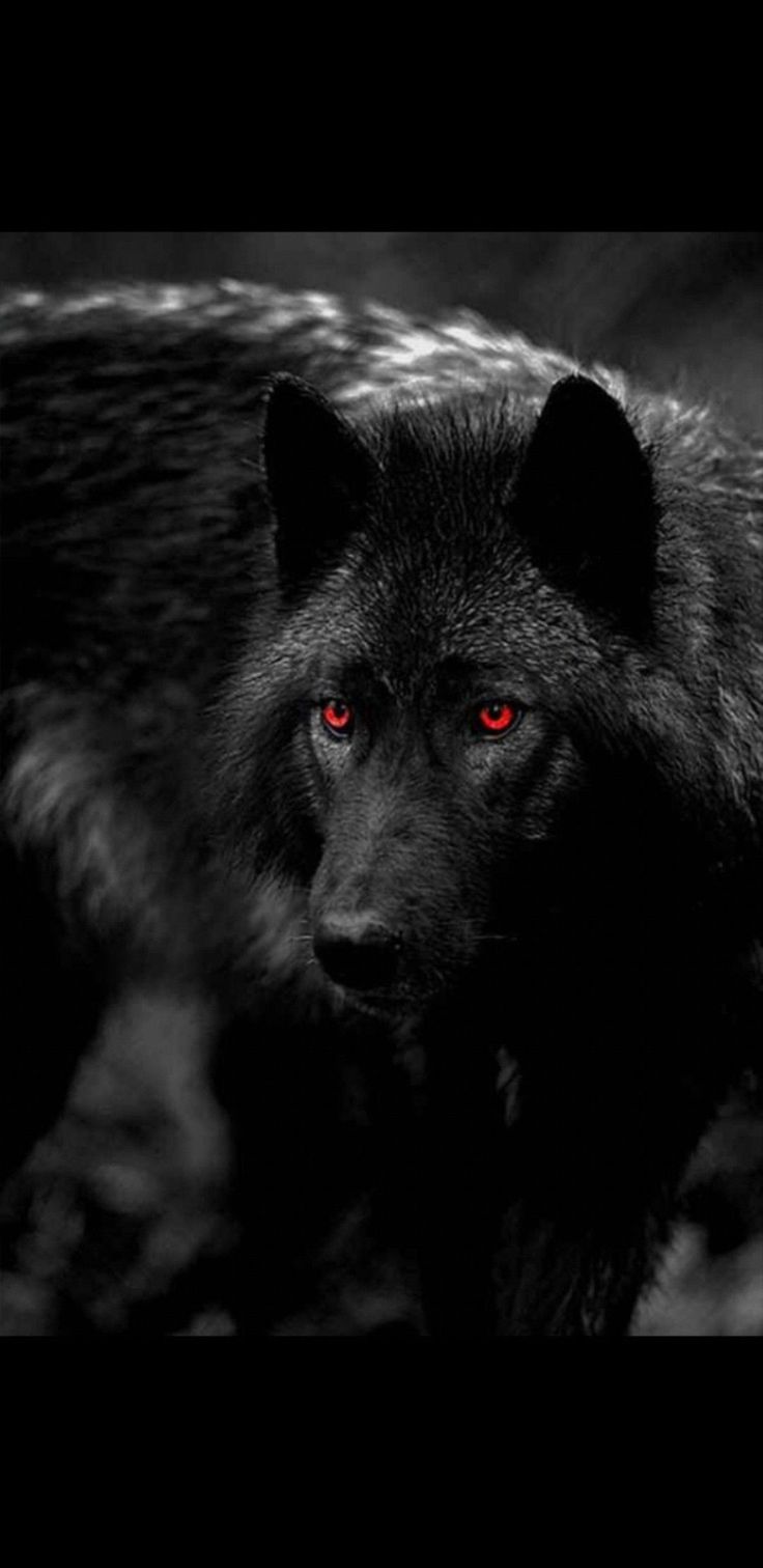 Más reciente Pantalla perros dibujos cara de Estrategias, Lamentablemente, todavía existen. Wolf eyes, Wolf dog, Wolf with red eyes