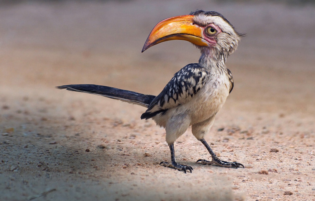 Wallpaper bird, Art, The lion king, Zazu, Zazu image for desktop, section фильмы