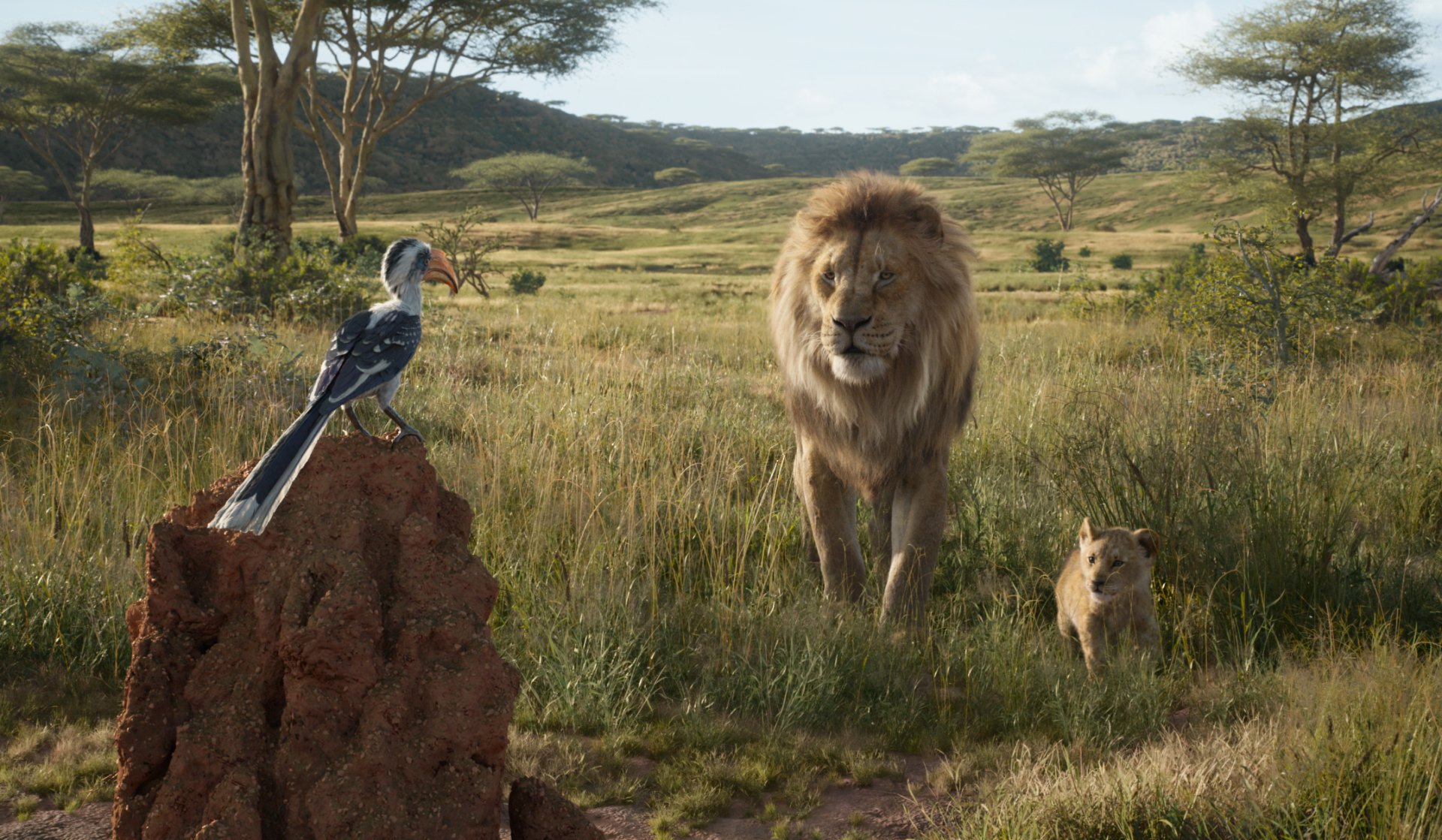 Zazu (The Lion King) HD Wallpaper and Background Image