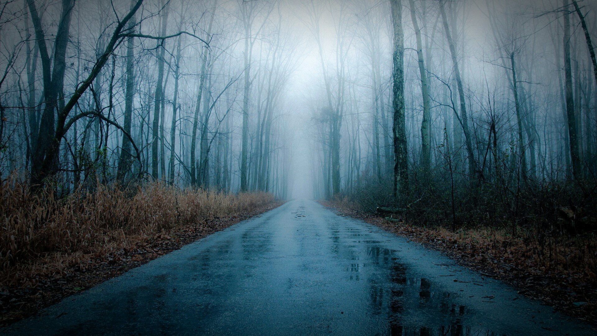 ✴Lvs on Twitter. Rain wallpaper, Forest road, Foggy forest