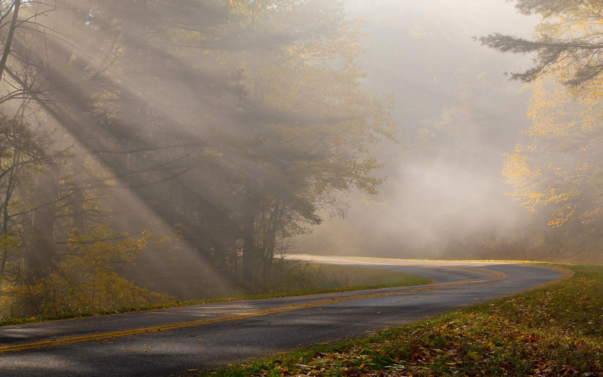 foggy road wallpaper