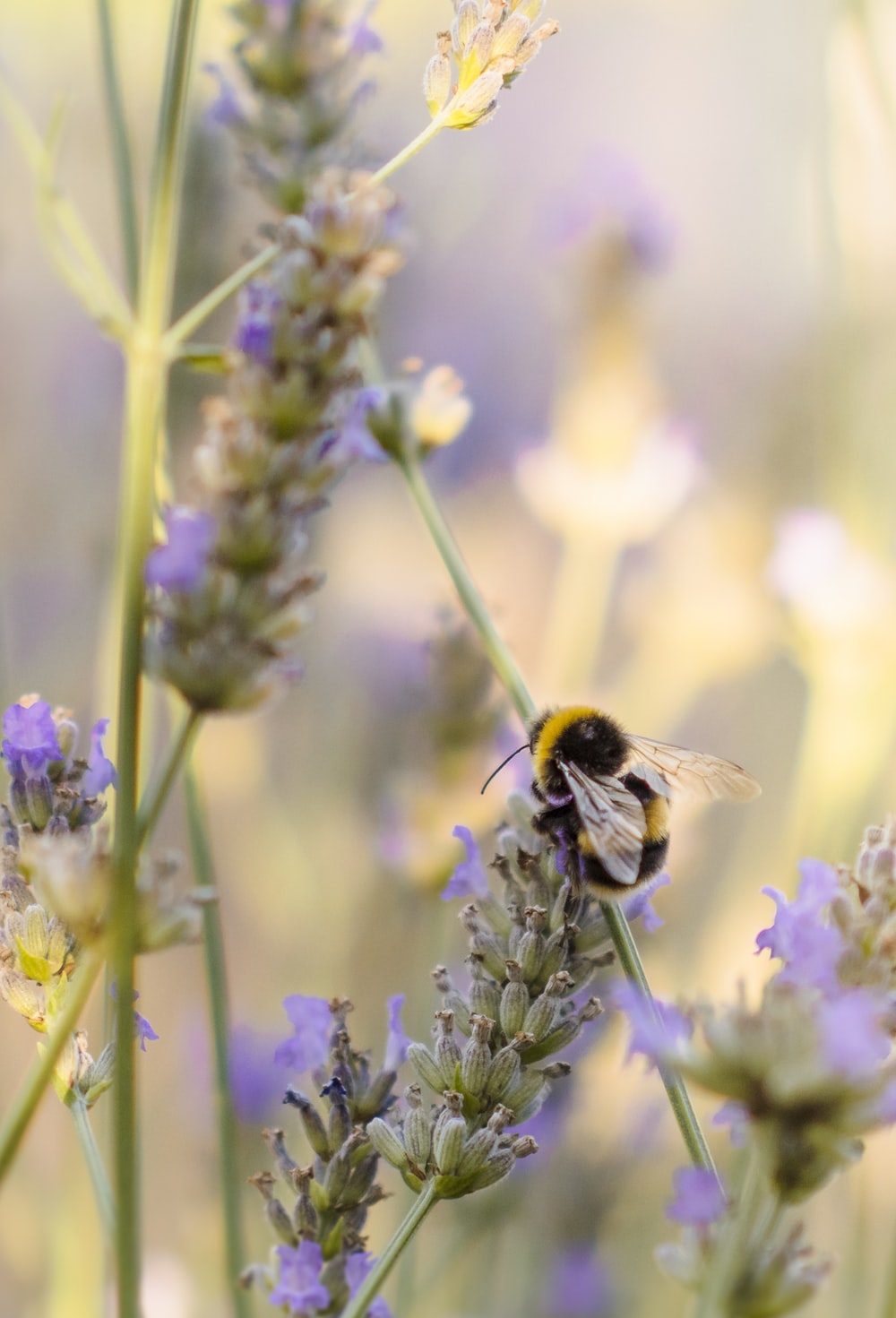 Bumble Bee Picture. Download Free Image