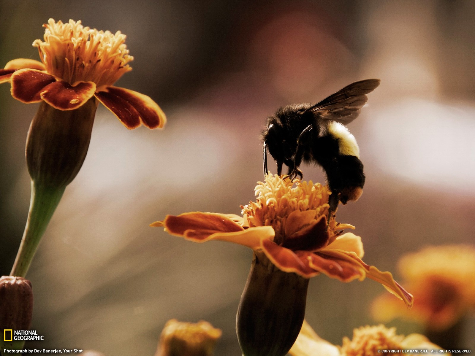 bumblebees, Bees, Flowers, National Geographic, Marigolds Wallpaper HD / Desktop and Mobile Background