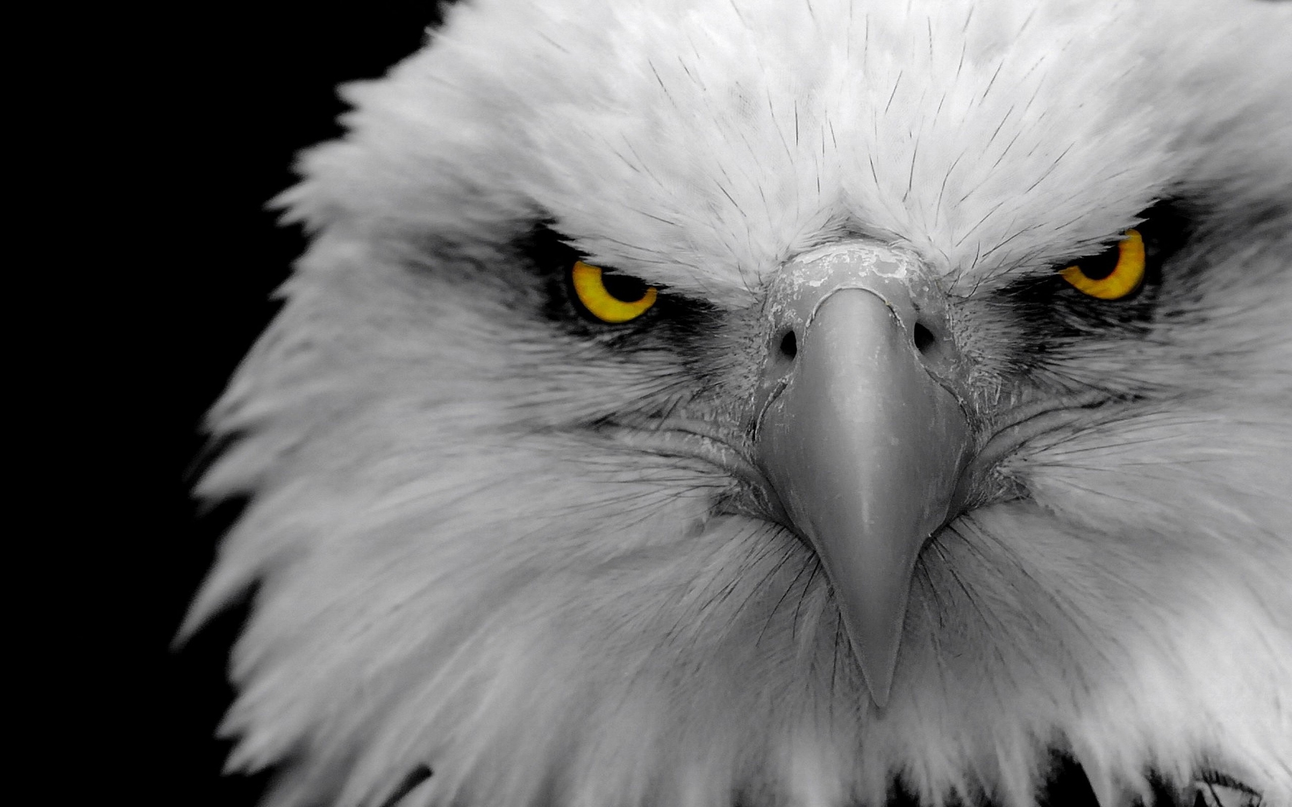 Angry eagle (Đại bàng tức giận) - bức ảnh tràn đầy cảm xúc và sức mạnh của loài chim vương giả này, khiến người xem không thể không bị thu hút và cảm nhận được cơn giận dữ của đại bàng.
