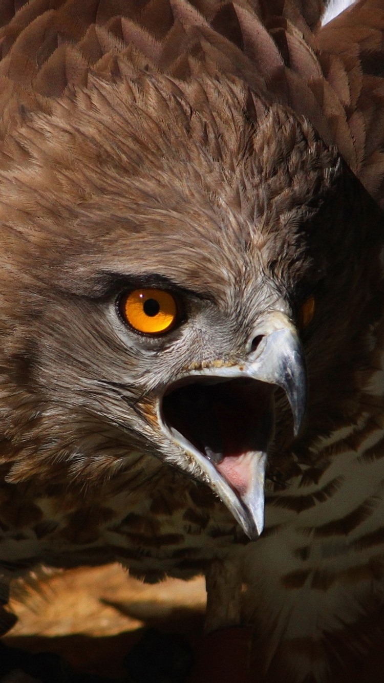 Wallpaper Eagle, beak, angry 2560x1440 QHD Picture, Image