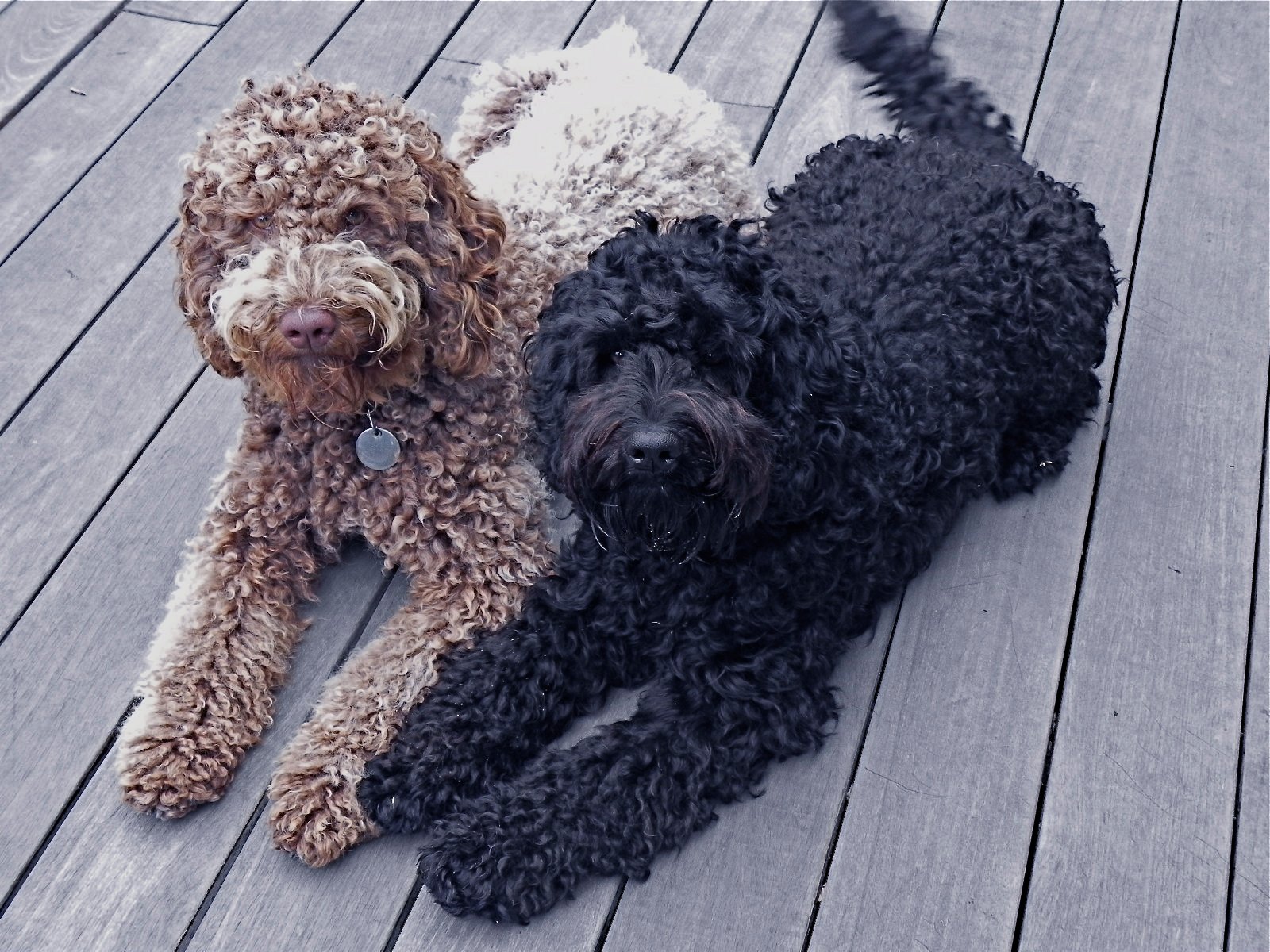 Black Labradoodles Wallpapers - Wallpaper Cave