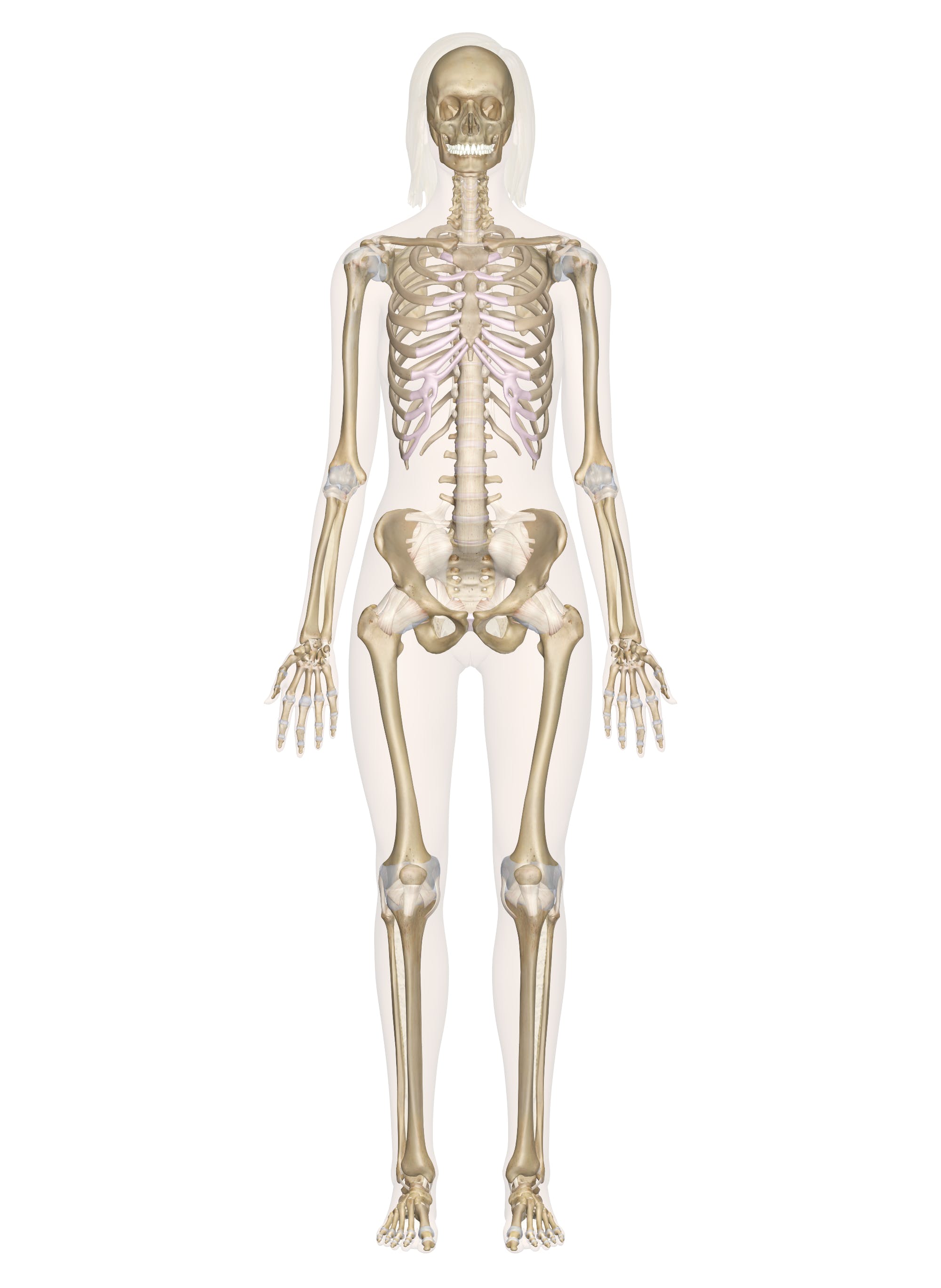 Skeletal System