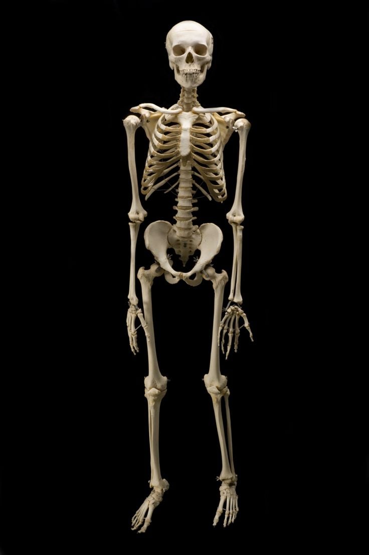 Skeletal System For Real Image Result For Real Human Skeleton. Human Bones. Human skeleton, Skeleton anatomy, Skeleton drawings