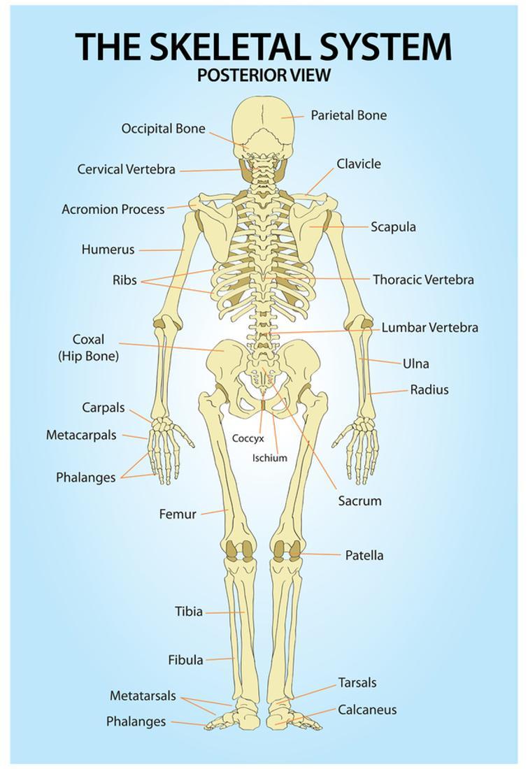 Skeletal System Posterior View Anatomy Print Poster