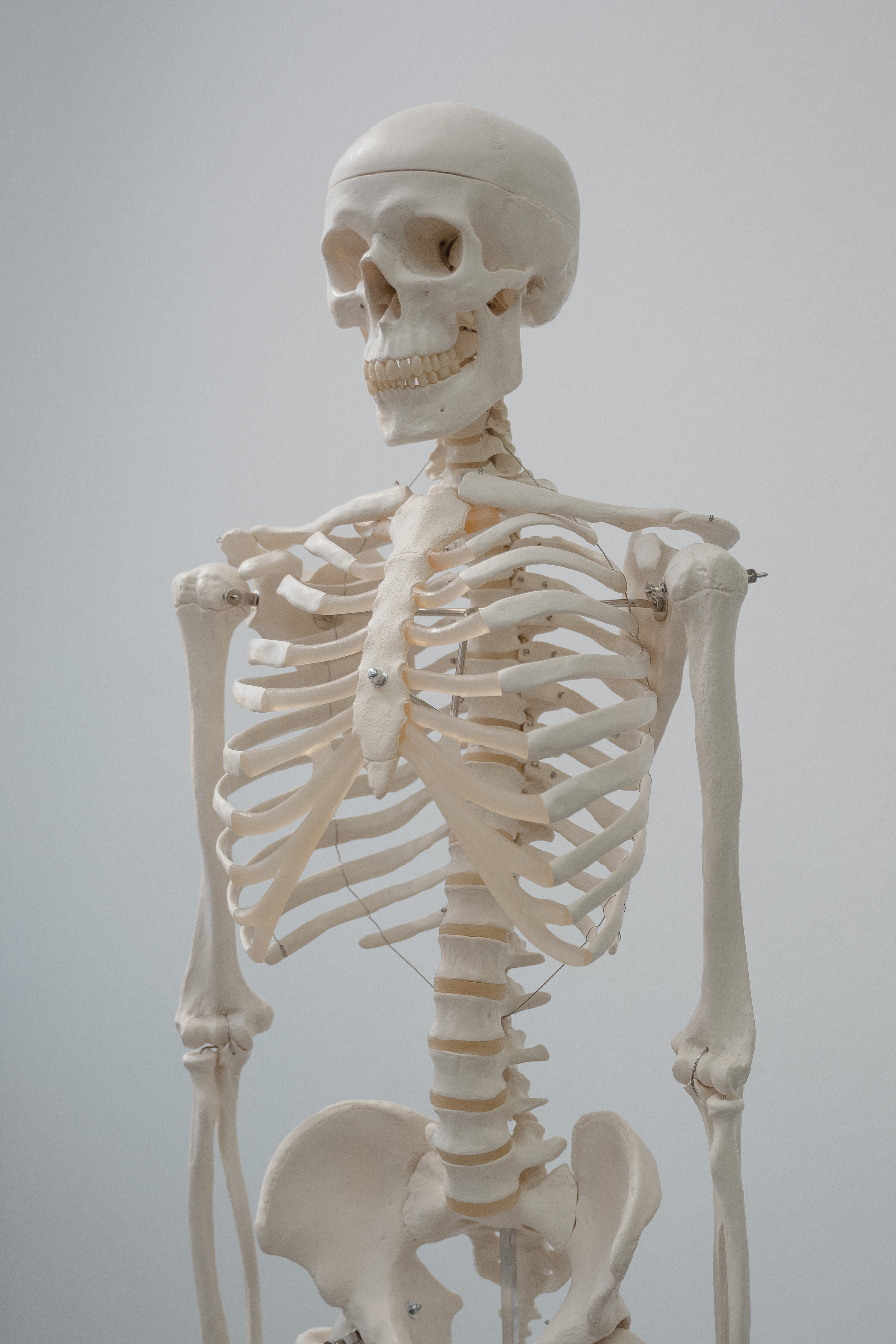 Human Skeleton Model · Free